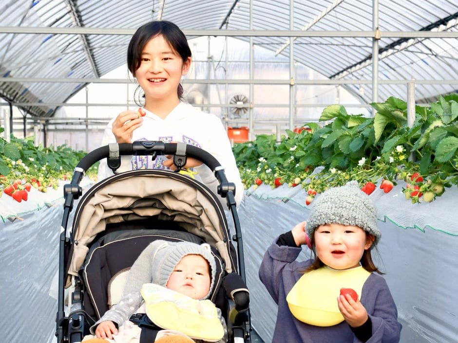 冷凍いちご（淡雪）1.6kg(800g×2袋)　お菓子、ジャム作りに最適！