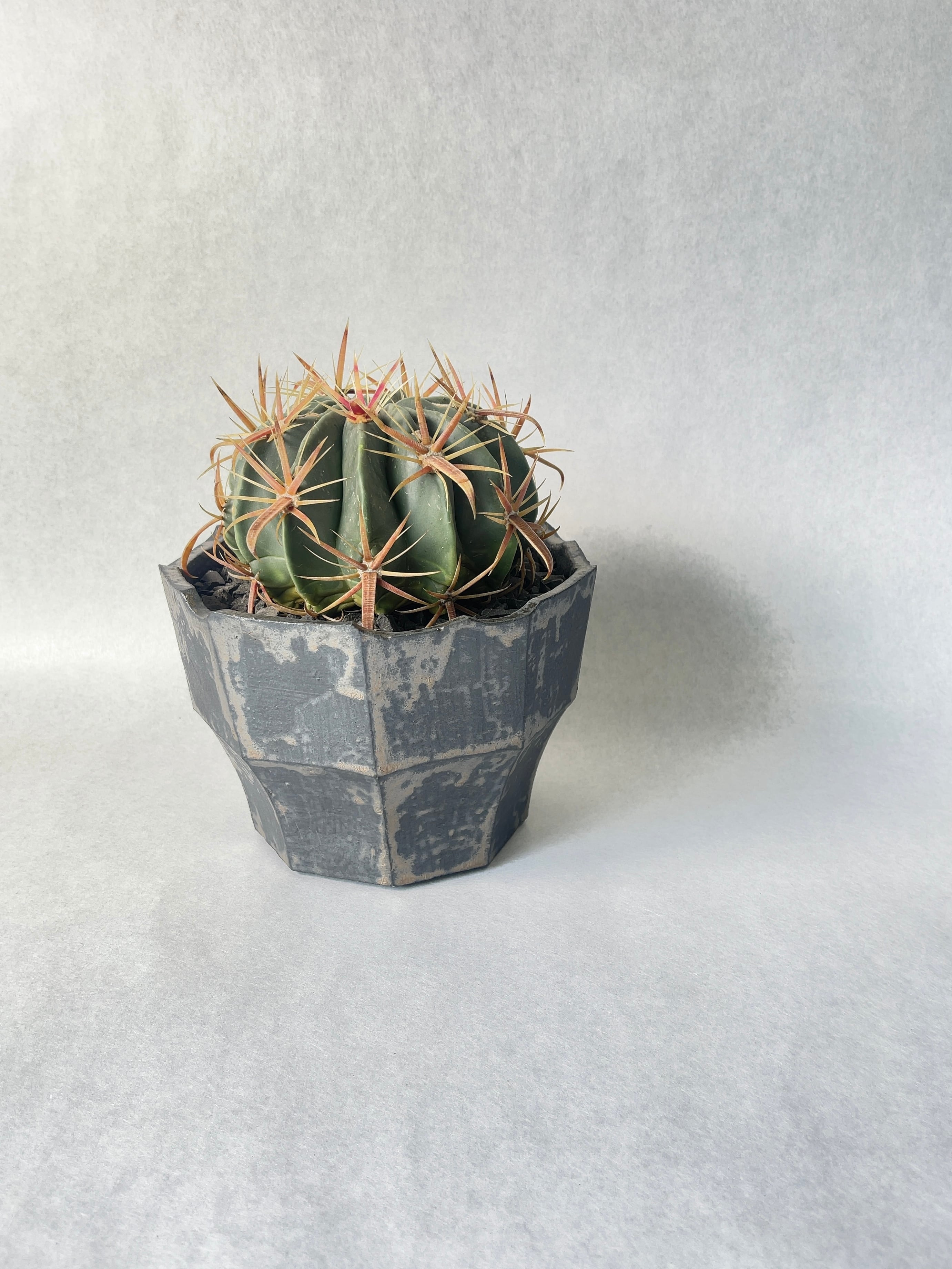 フェロカクタス・日の出丸 | trigger