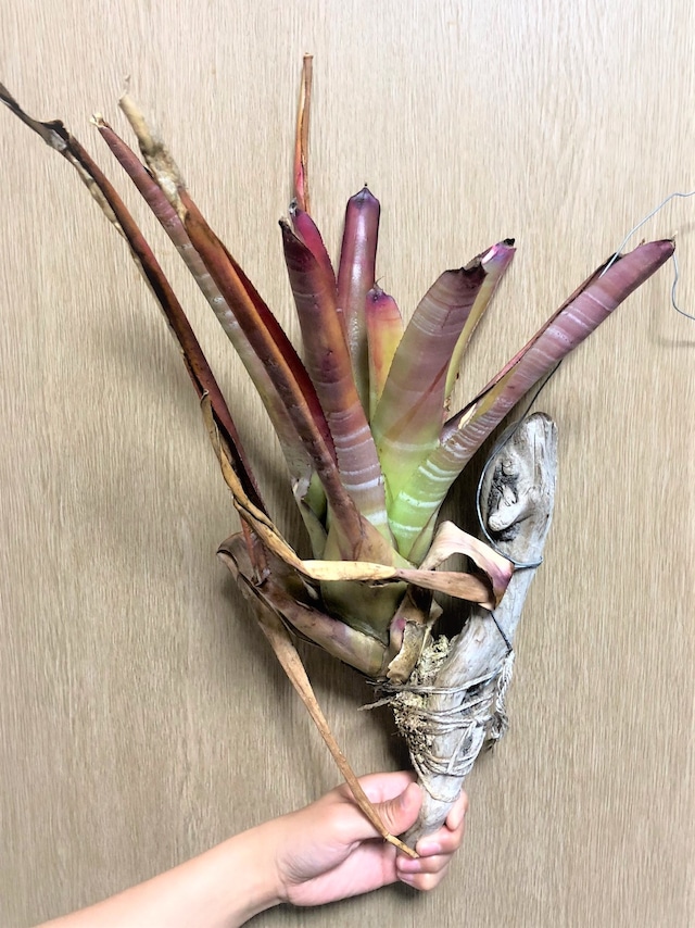 Aechmea nudicaulis エクメア・ヌディカウリス