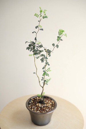 【S】ソフォラ リトルベイビー/Sophora prostrata Little Baby