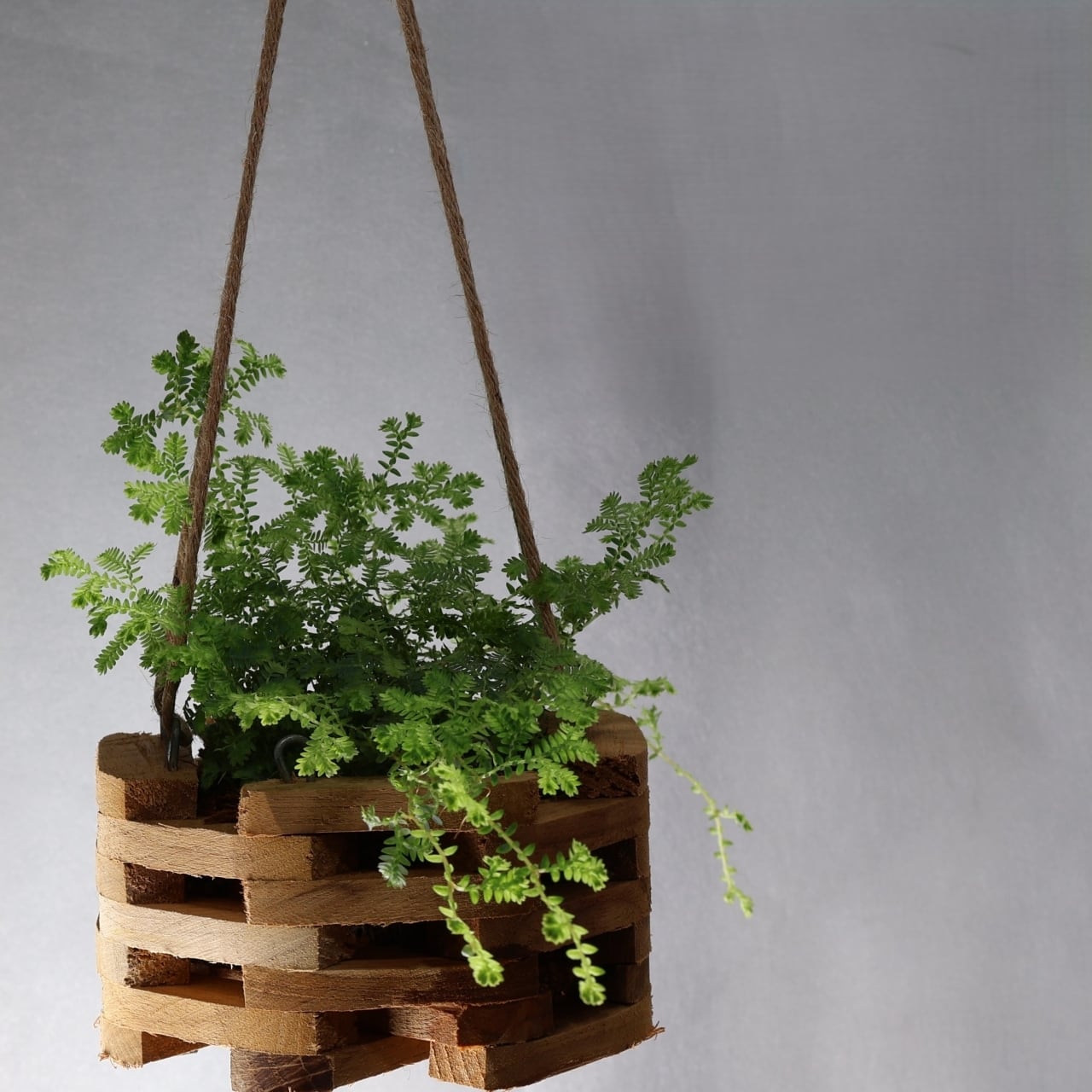 343 虹色の魔法『レインボーファーン Selaginella willdenowii』観葉