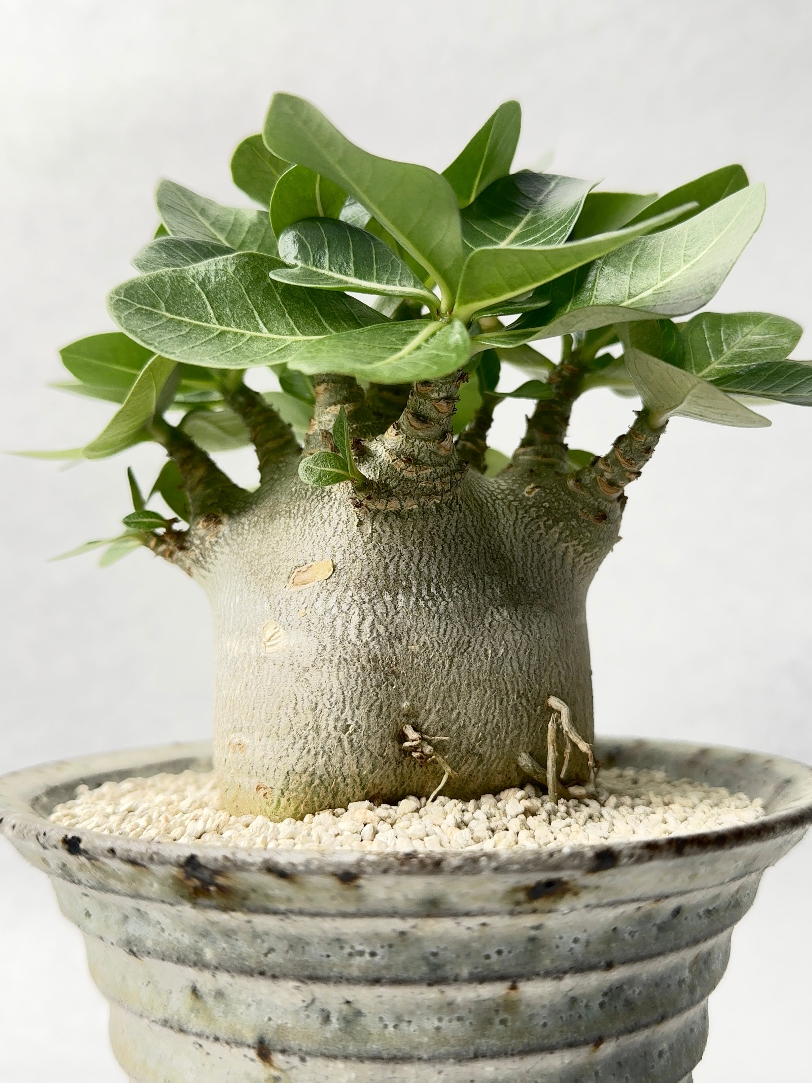 中川智治 | trigger