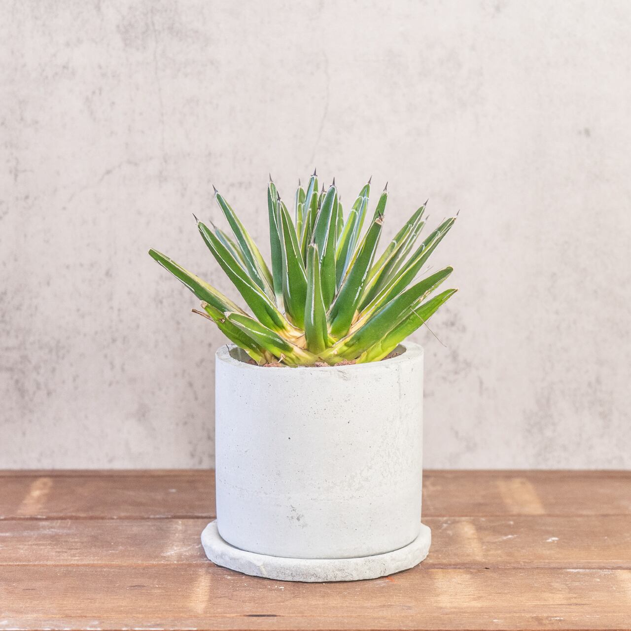 アガベ 笹の雪 黄覆輪 希少な多肉植物 モルタルの手作り鉢でお届け おしゃれなインテリアグリーン 卓上サイズ