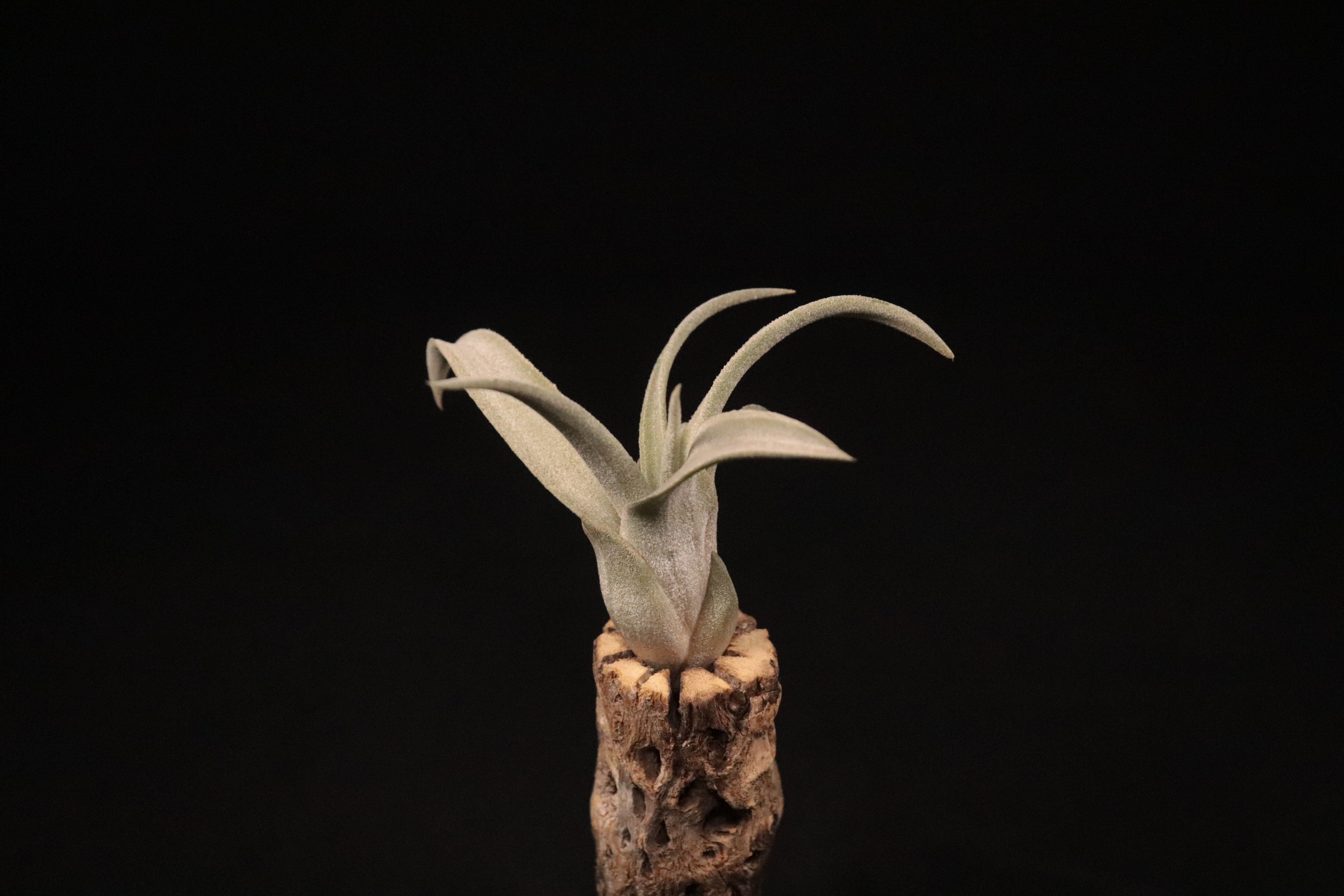 reserved】'Bea Correale'〔エアプランツ〕現品発送T3765 | plane plants