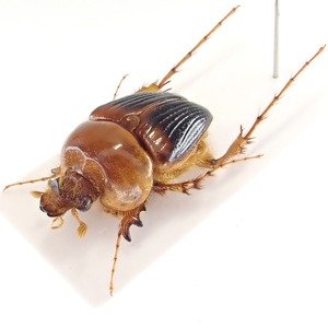 オーストラリア産 Phaenognatha erichsoni 1ex 16mm