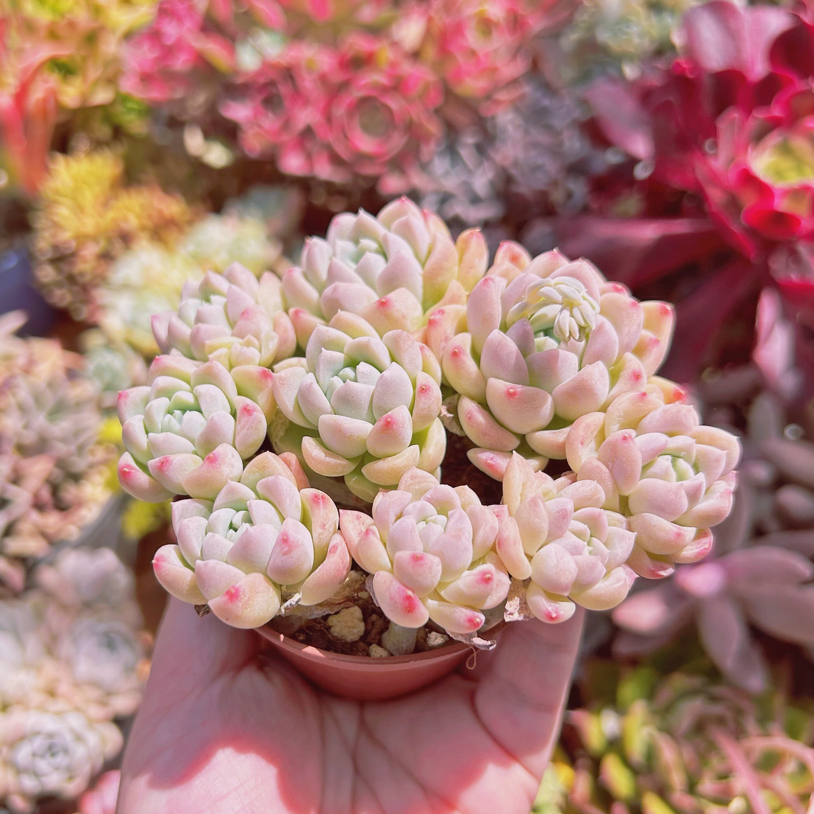 227現物 多肉植物 クリーム美人 特大 | るる農園~多肉植物専門