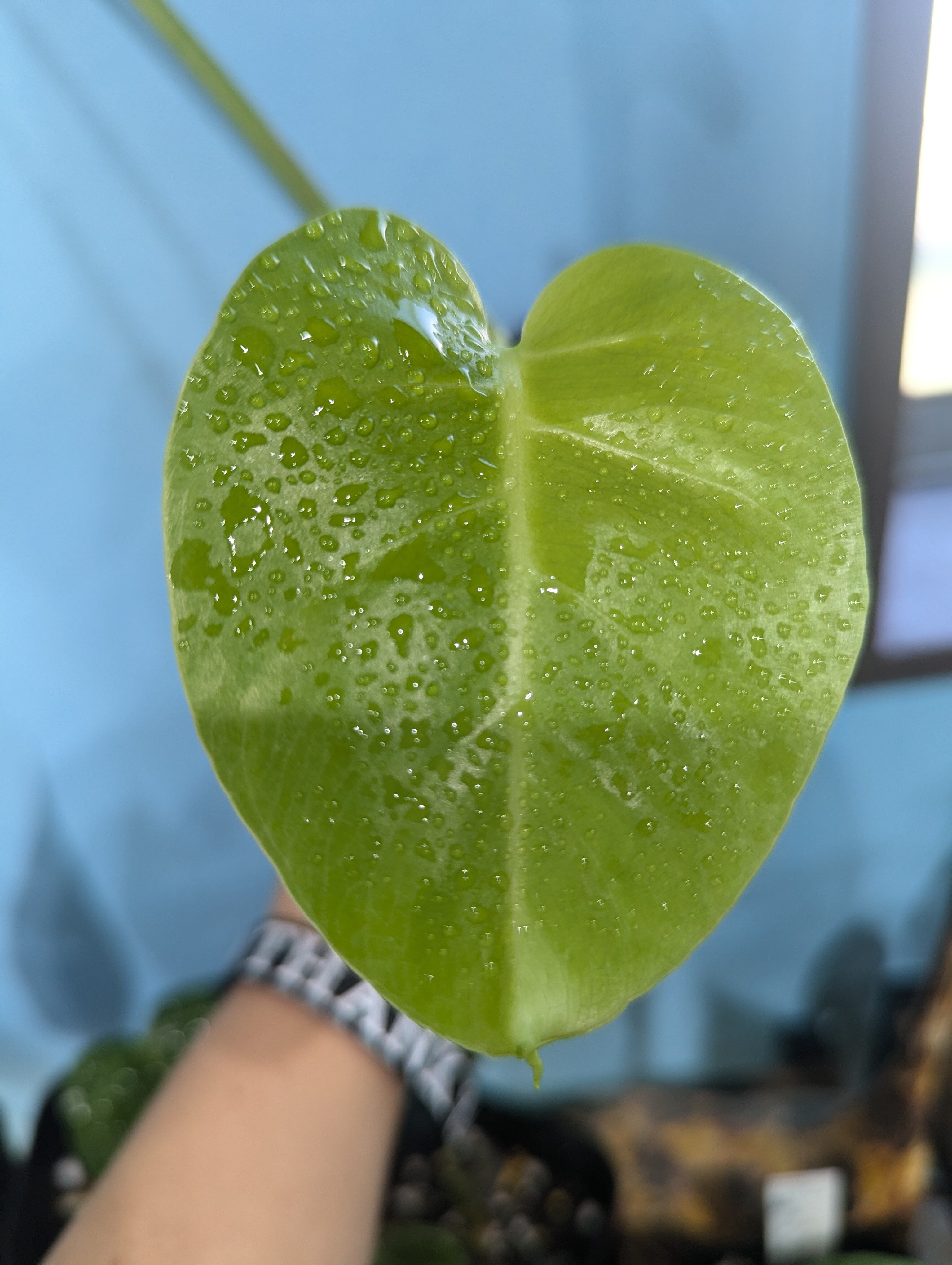 モンステラホワイトモンスター天津蘭美株