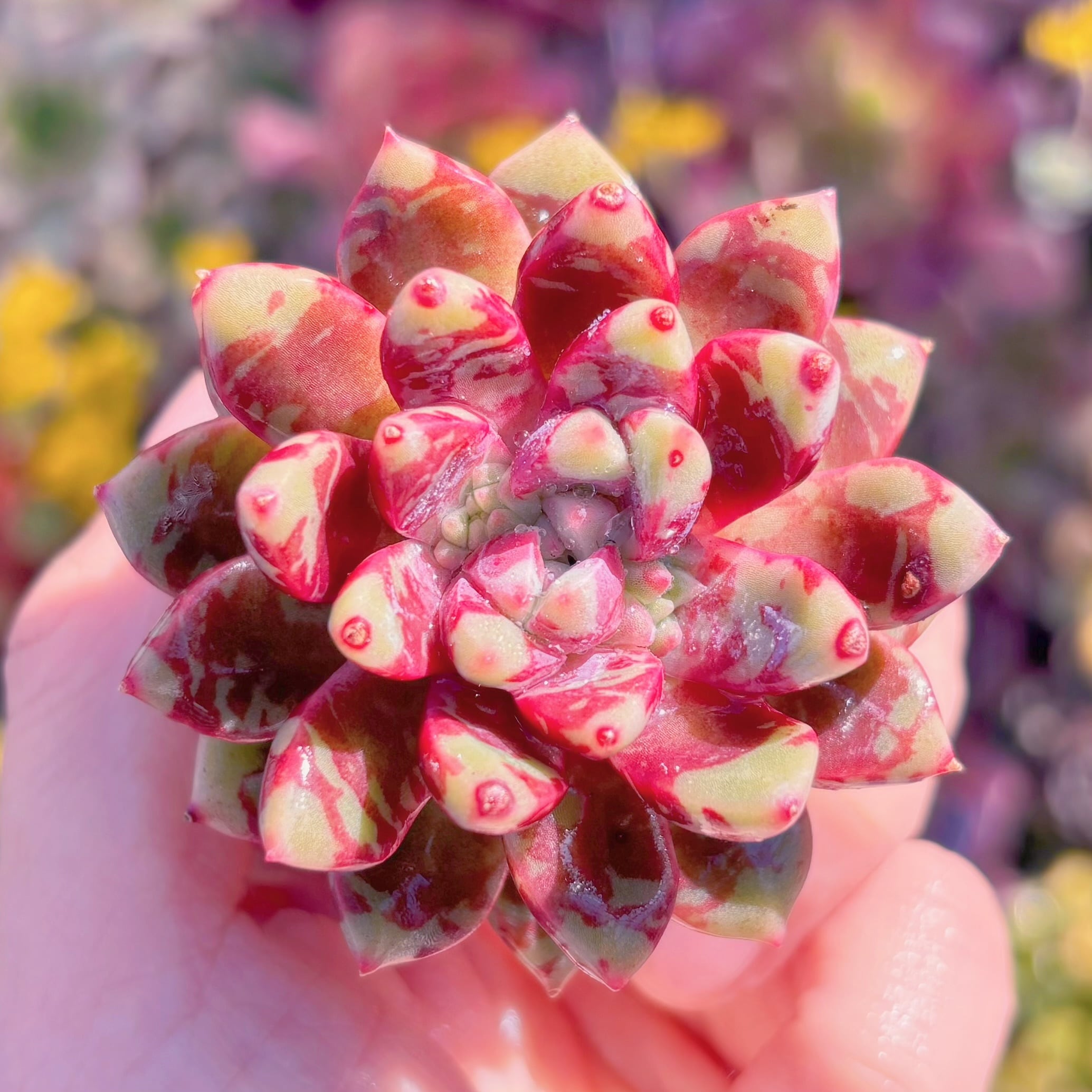 多肉植物　ブラッドスワロー　新入荷　るる農園