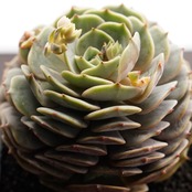 カット苗 ローラ Echeveria 'Lola'