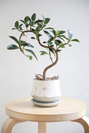 【M】フランスゴムの木/Ficus rubiginosa