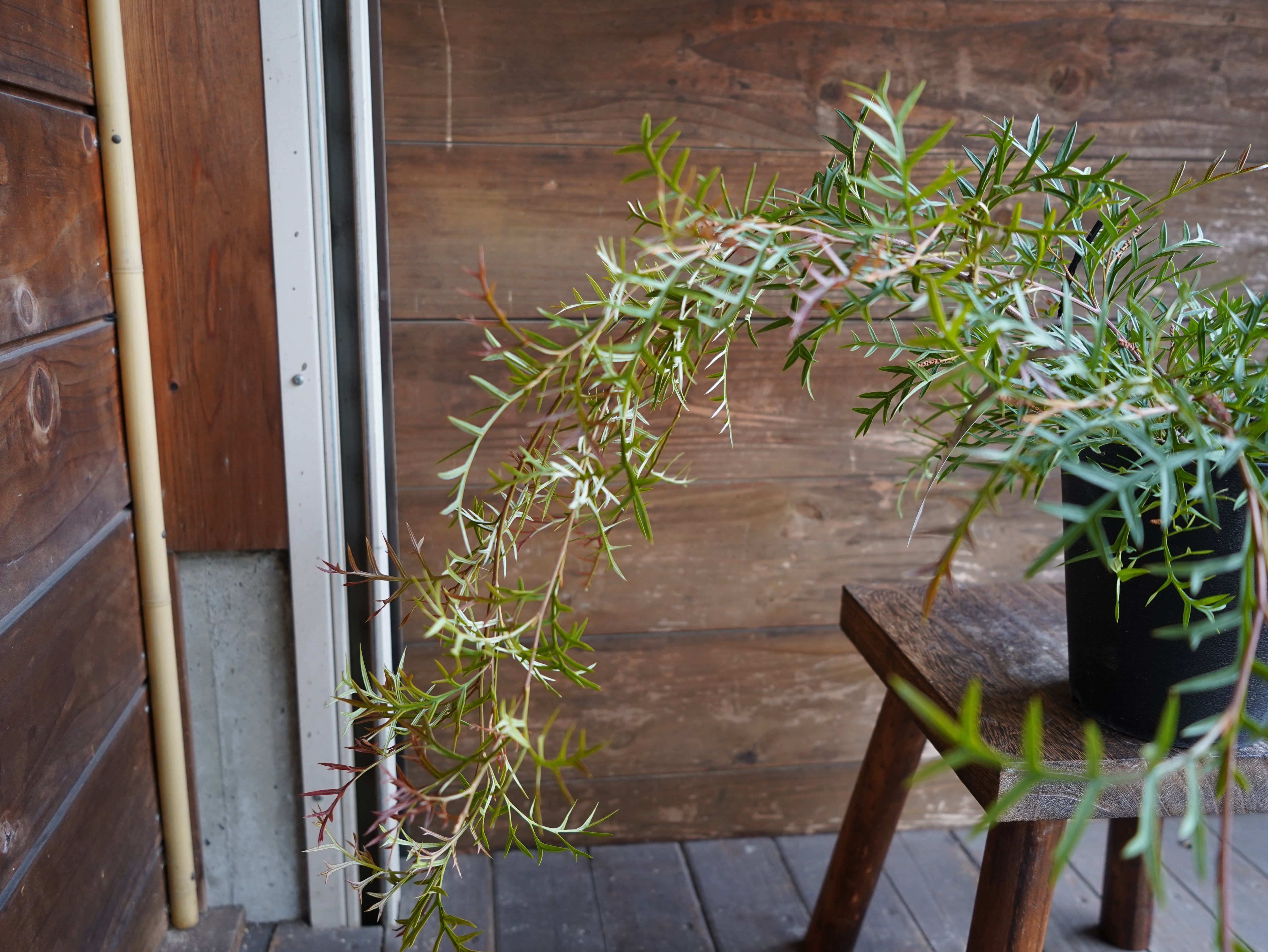 【現物】グレビレア ”ブロンズランバー” C