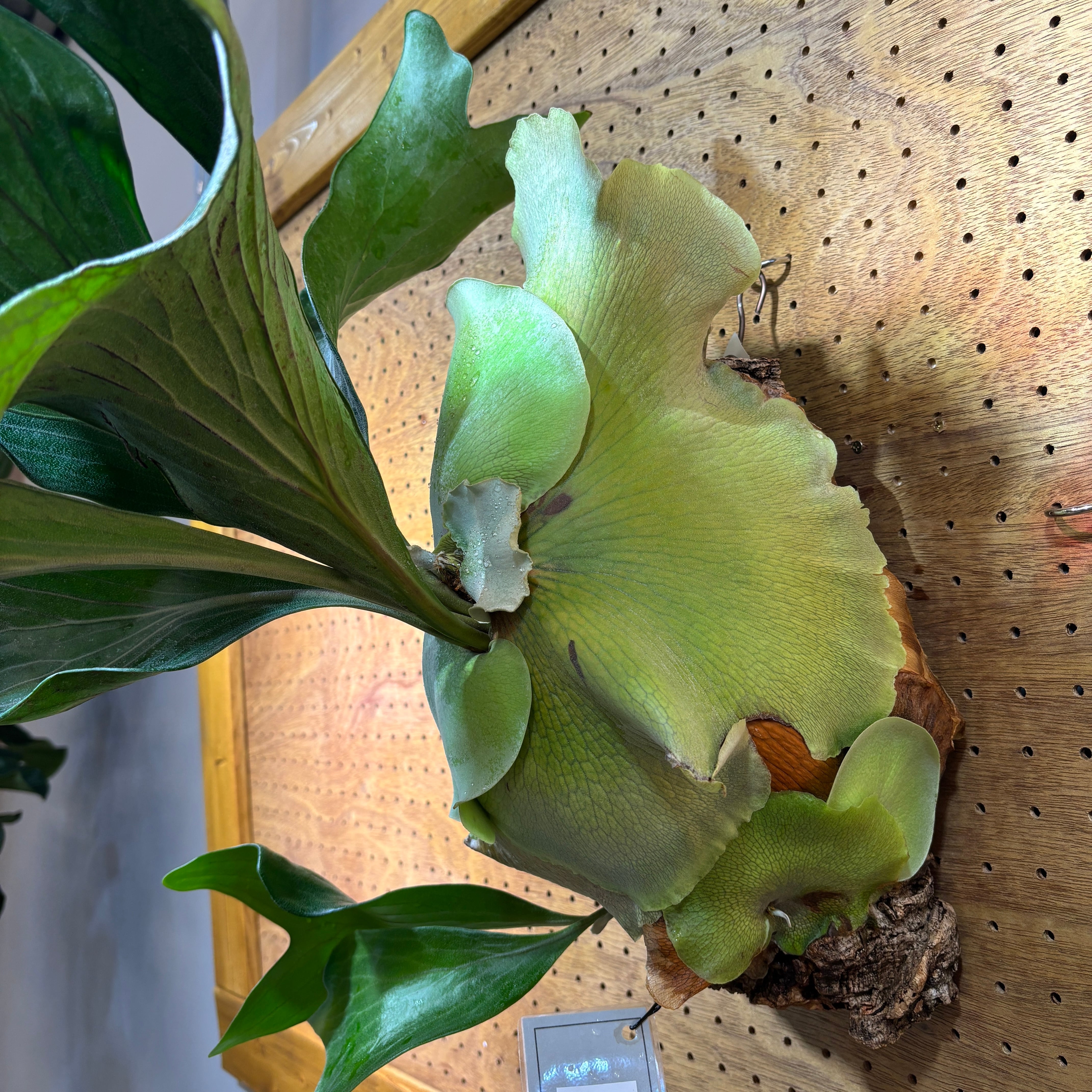 ビカクシダ ヒリー フラハンズ P. hillii 'Hulahands' spore