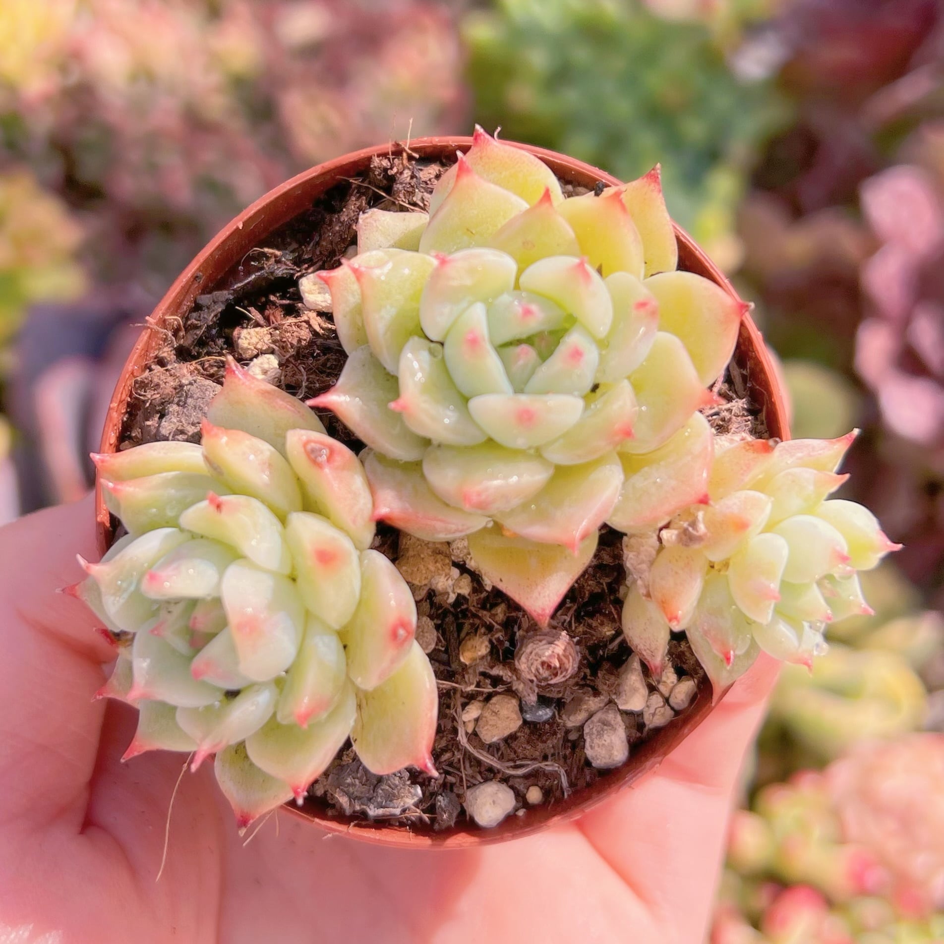 現品　ブルーアイズ#651　るる農園