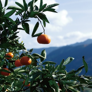 【予約受付中/1月中下旬頃蔵出し予定】あまか1kg＋熟成みかん5kgセット