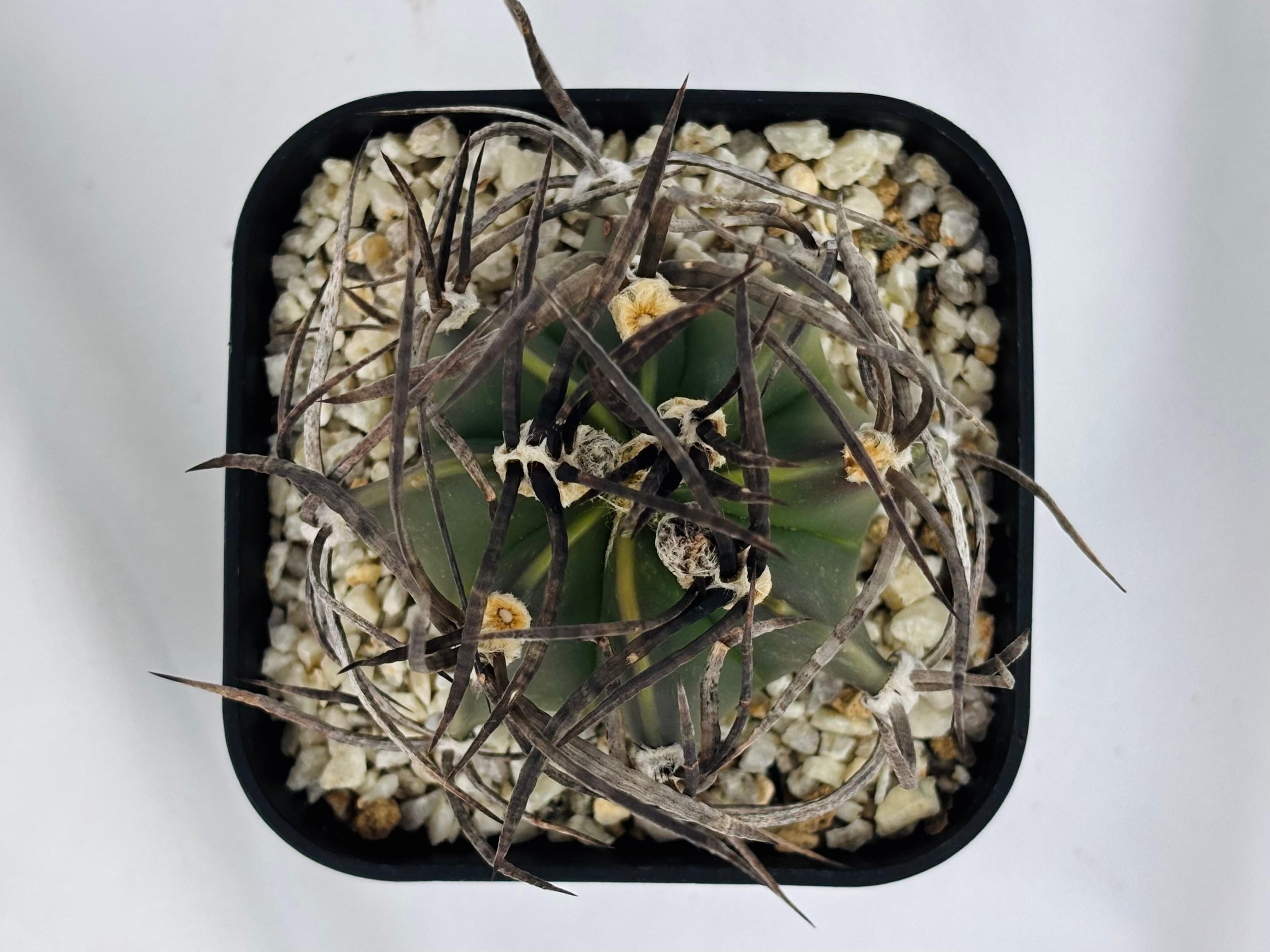 Astrophytum capricorne v. crassispinum アストロフィツム 水牛大鳳玉
