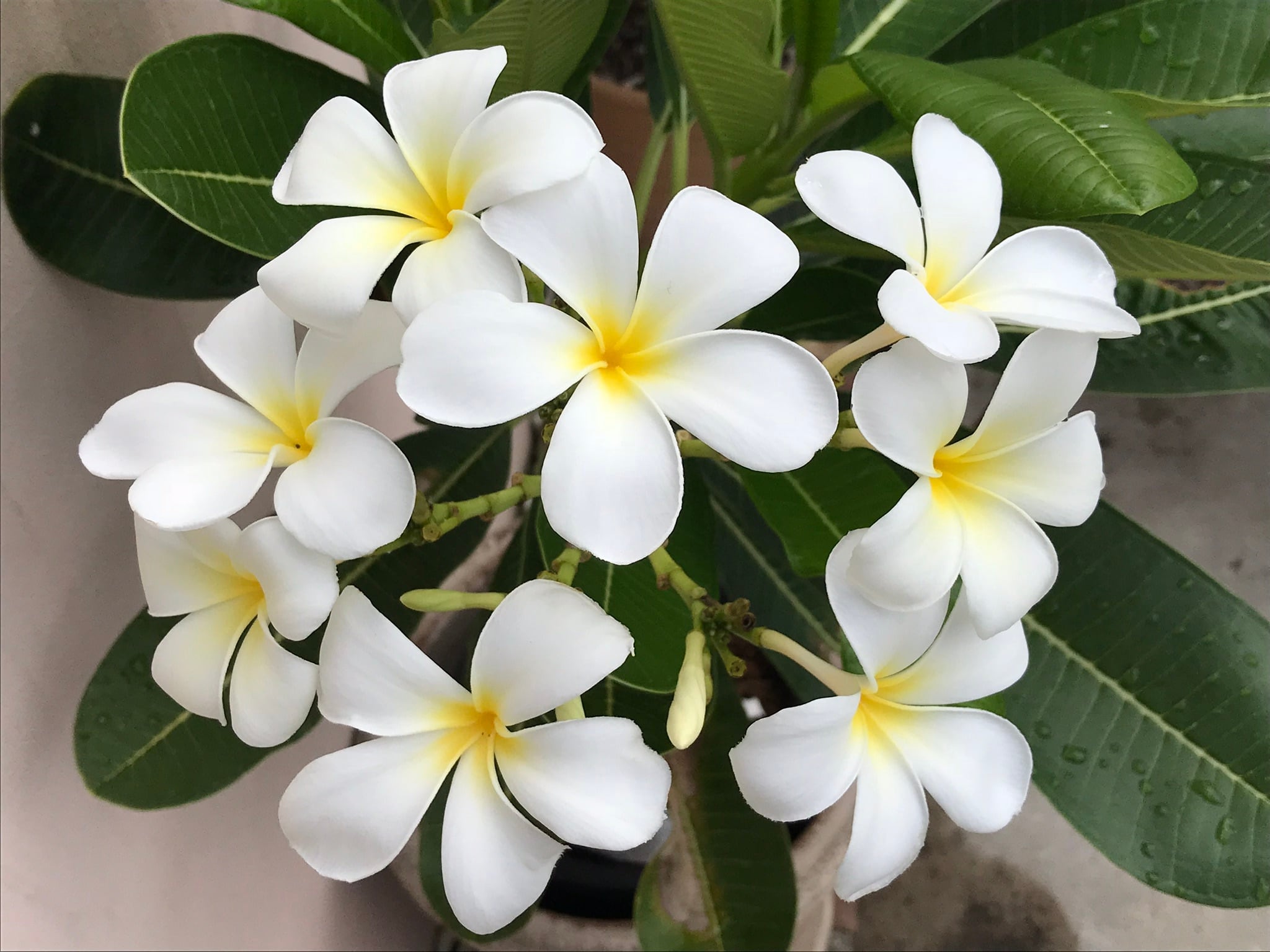 当園産】プルメリア Singapore White 5号pot 発根苗 | MOANI Flower Garden