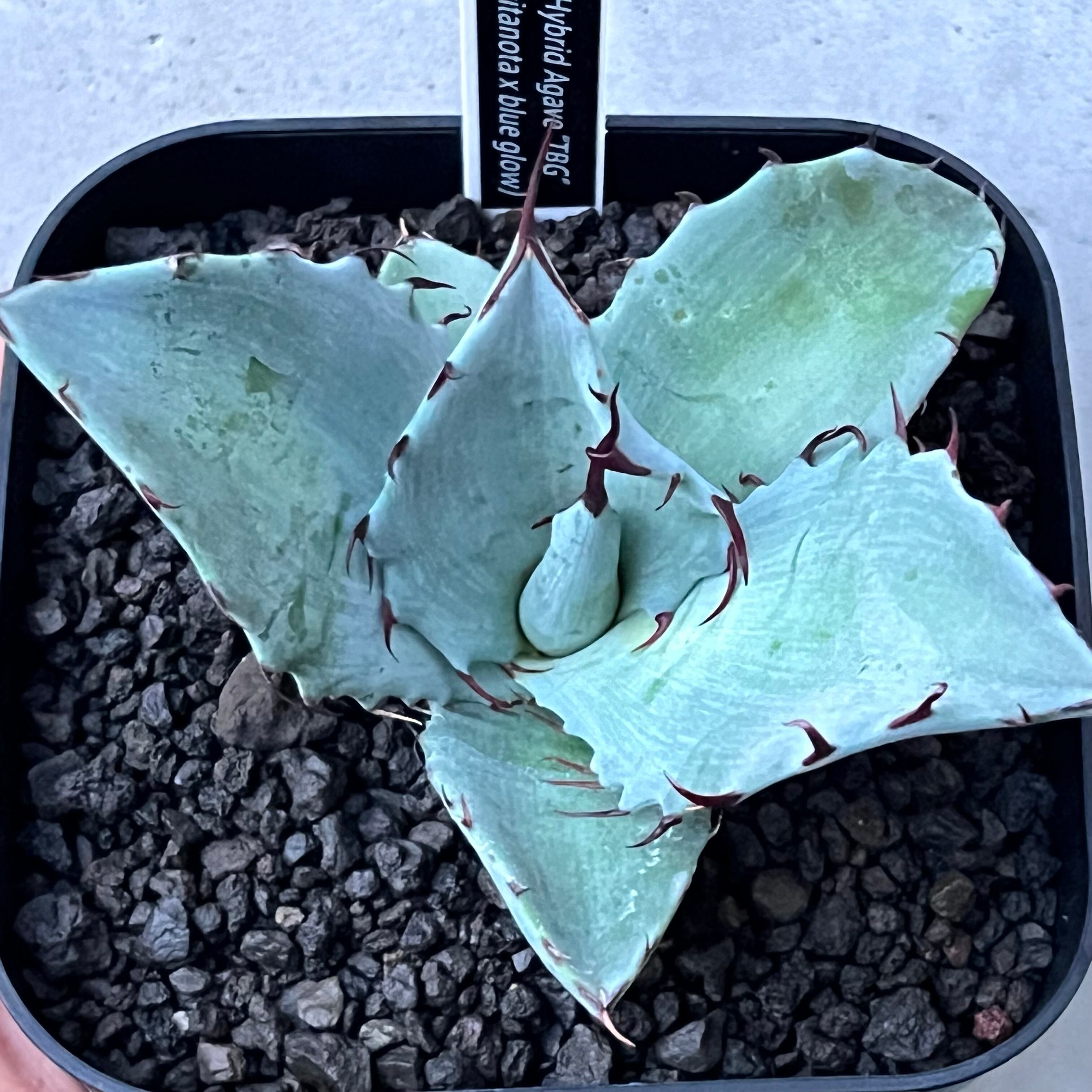 希少 アガベ チホ チタノタ×ホリダ ハイブリッド