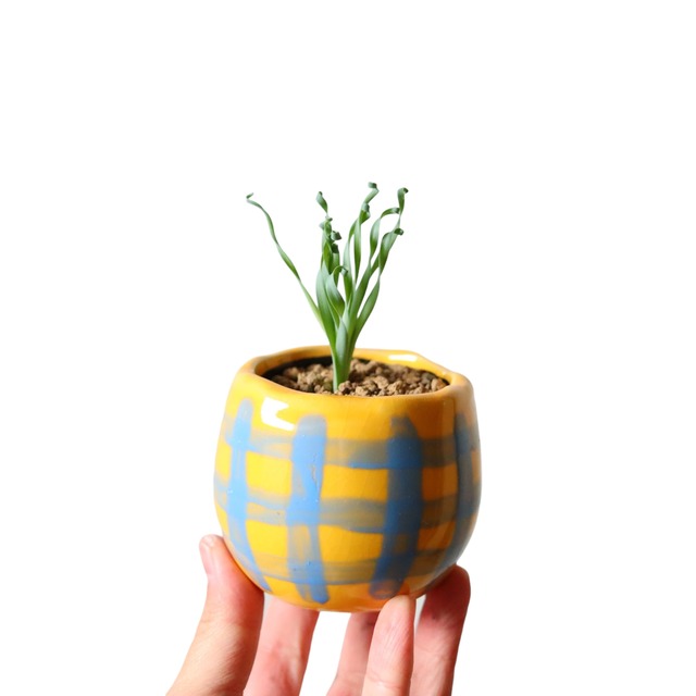 アルブカ コンコルディアナ