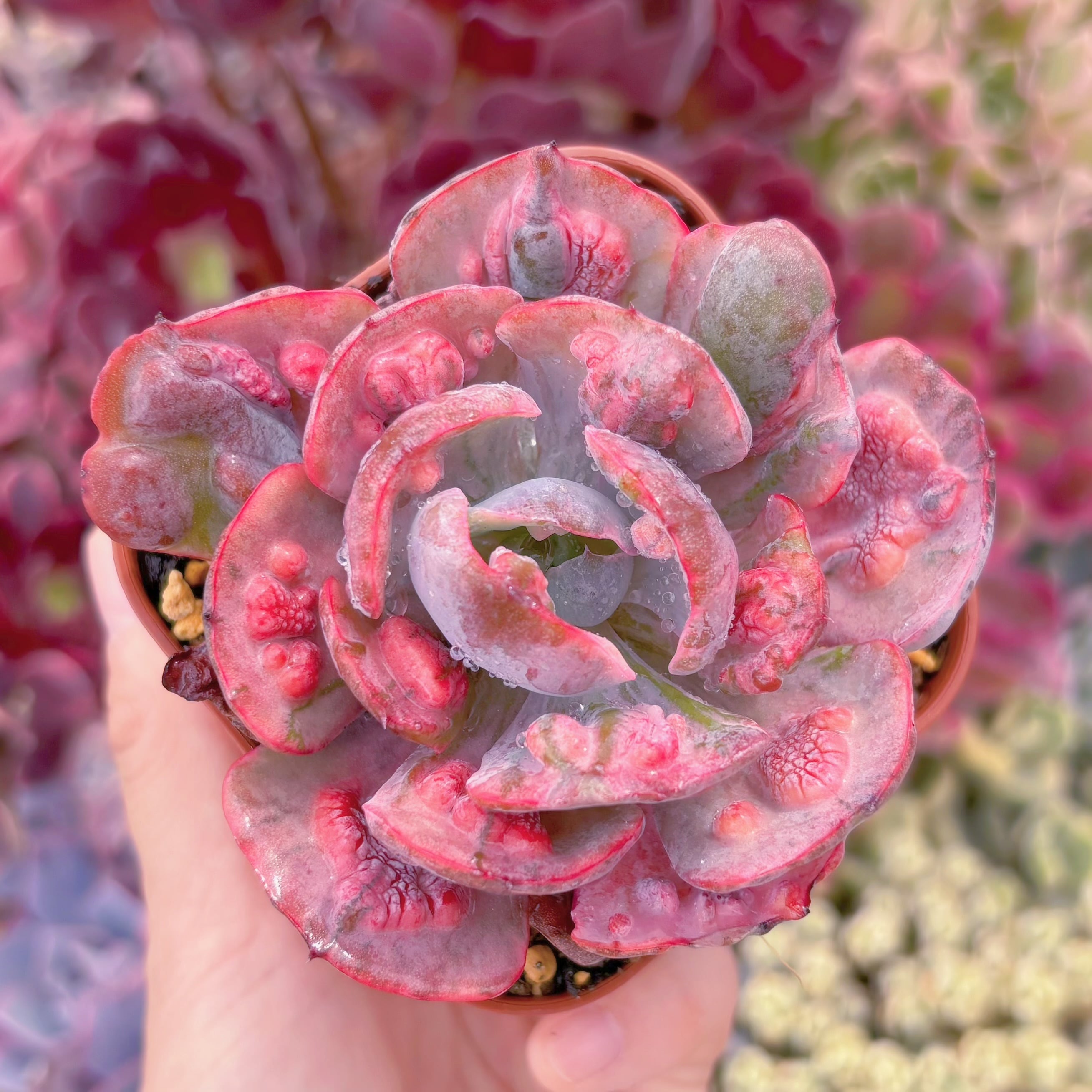 現品　ビヨンセ錦#863　るる農園