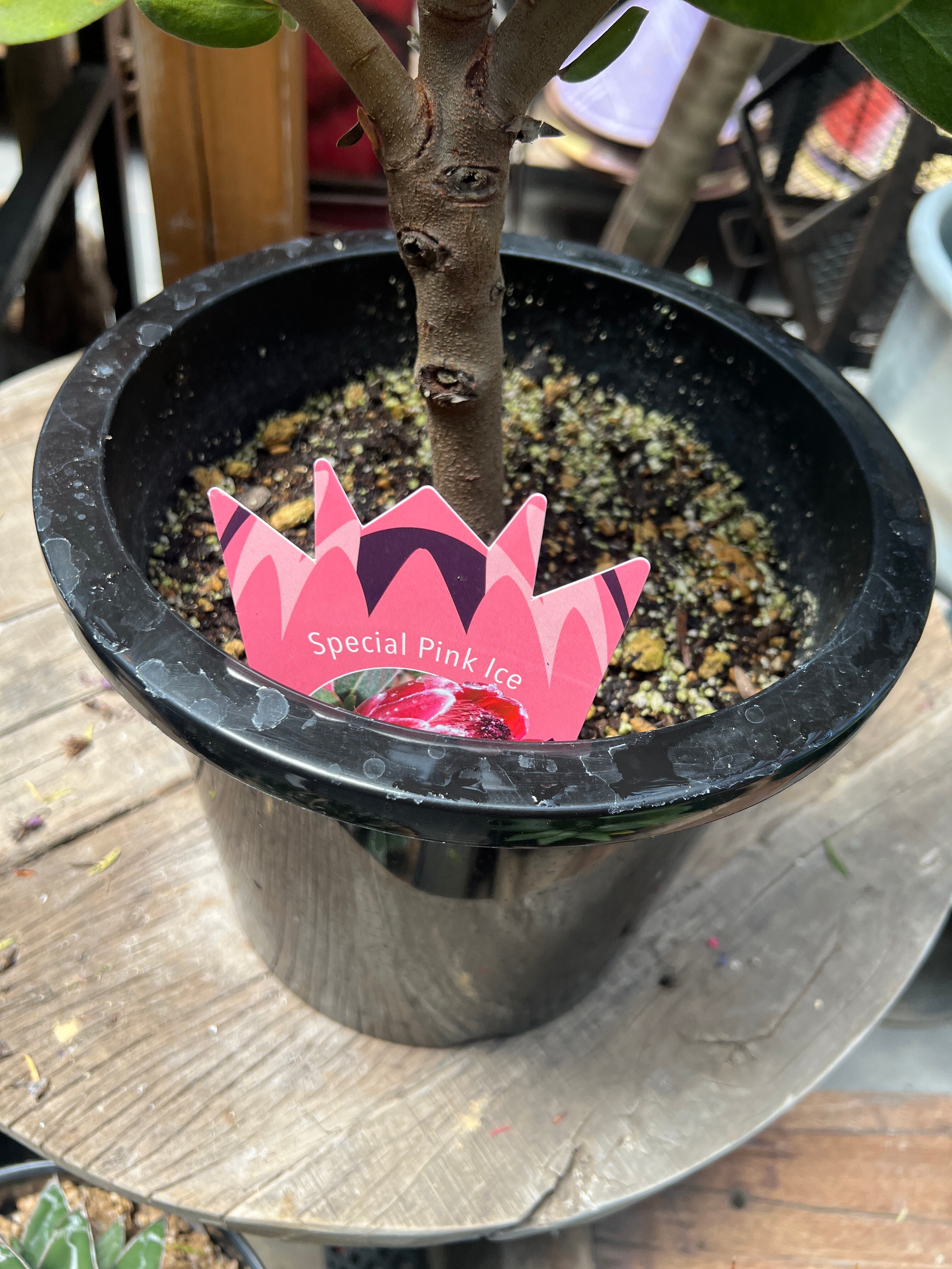 プロテア スペシャルピンクアイス 2個セット ② プロテア スペシャルピンクアイス 2輪 | 多気園芸 Online Shop