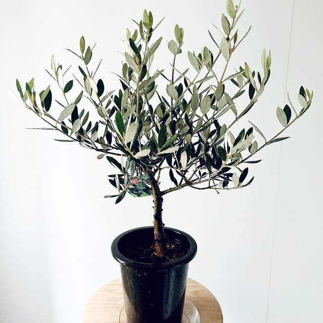 SOUJU 創樹 オリーブ ミッション Mサイズ 観葉植物 calm cafe