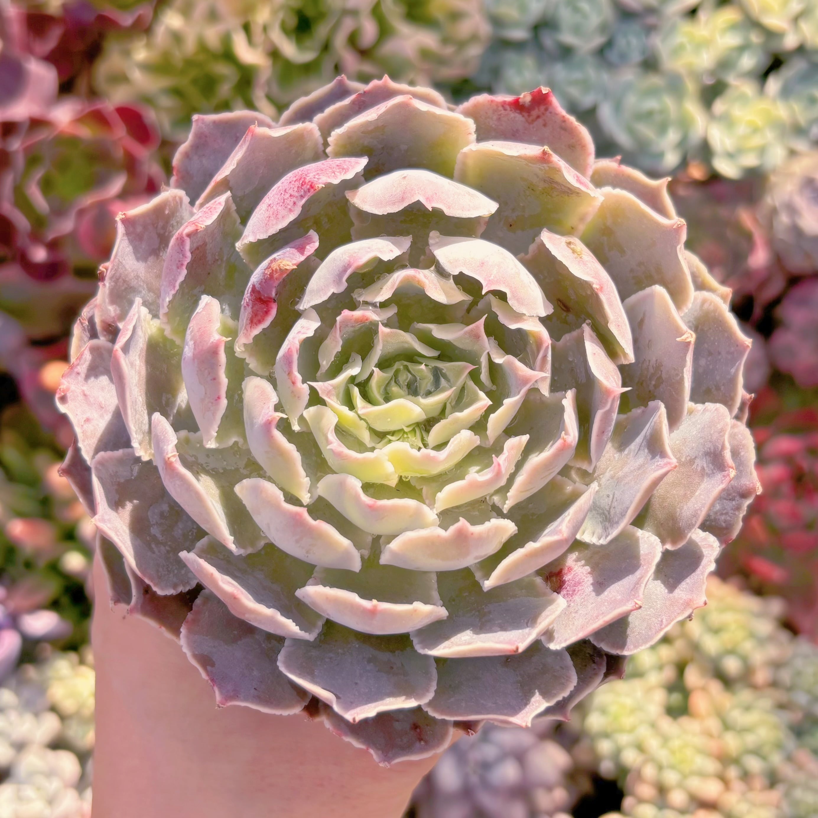 現品　Echeveria 'Laguna Sanchez'#545　るる農園