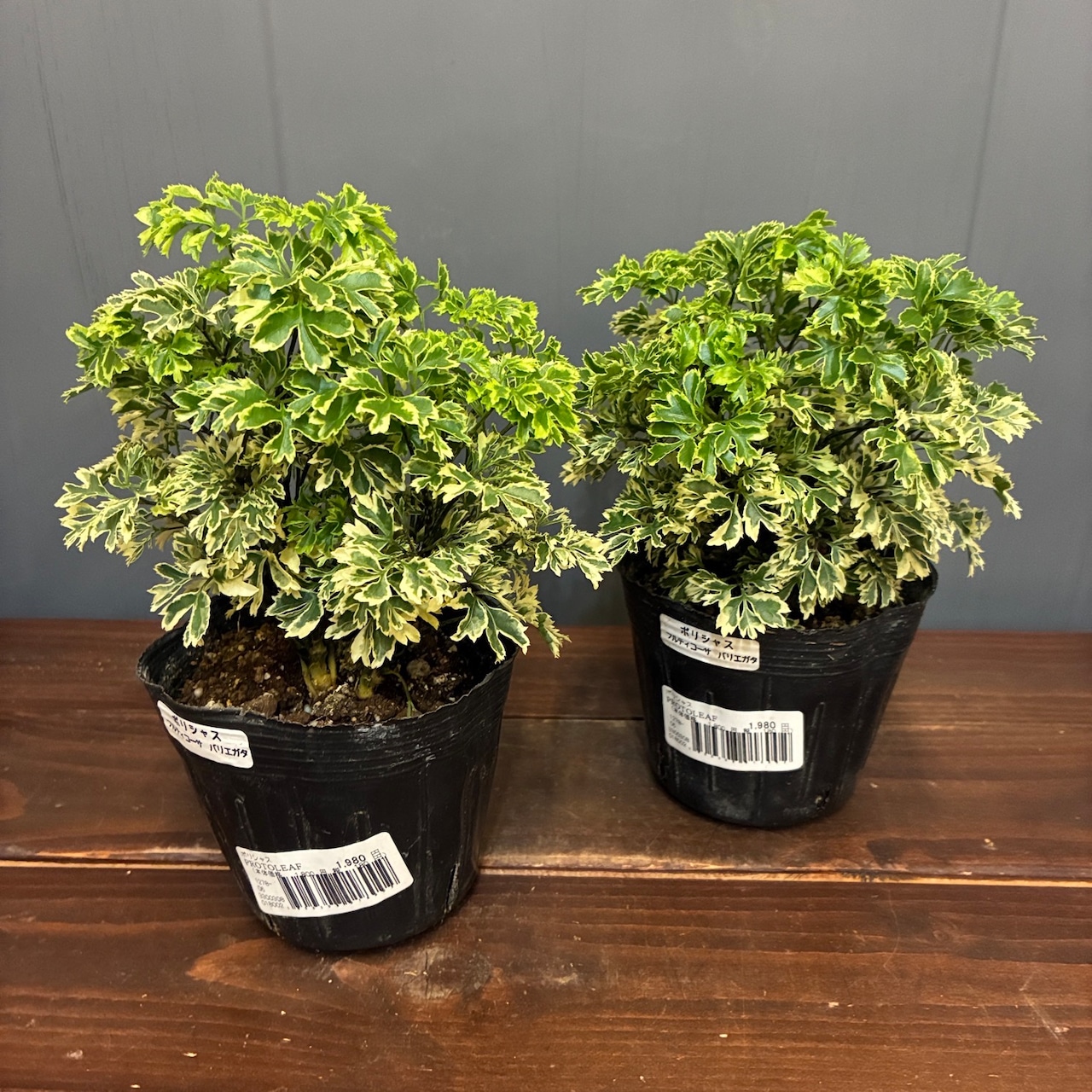 【秋の植え替えフェア対象】【セット】ポリシャス　フルティコーサ　バリエガタ