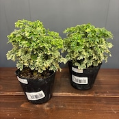 【秋の植え替えフェア対象】【セット】ポリシャス　フルティコーサ　バリエガタ