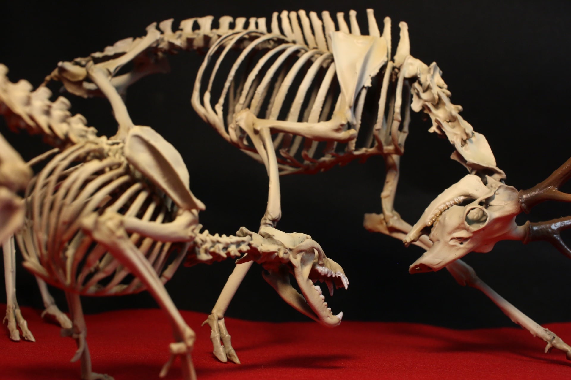 闘うニホンジカとニホンオオカミ 縮小全身骨格模型【ジオラマ風 闘うニホンジカとニホンオオカミ 縮小全身骨格模型【ジオラマ風