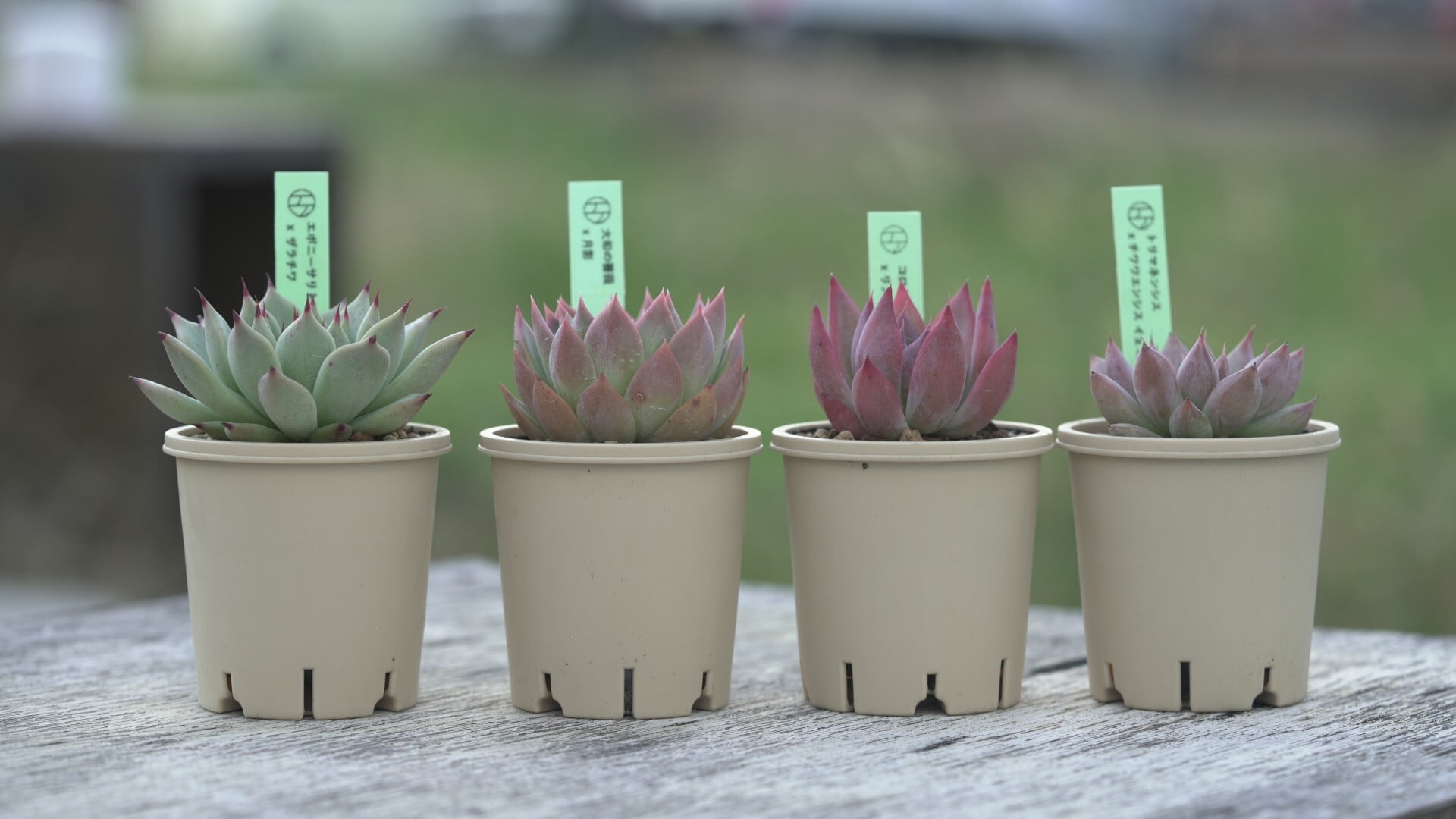 つぶつぶ屋さん（クアトロさん）レアつぶつぶ交配苗もりもりセット　※札付き つぶつぶ屋さん（クアトロさん）つぶつぶ交配2苗もりもりセット ※全て