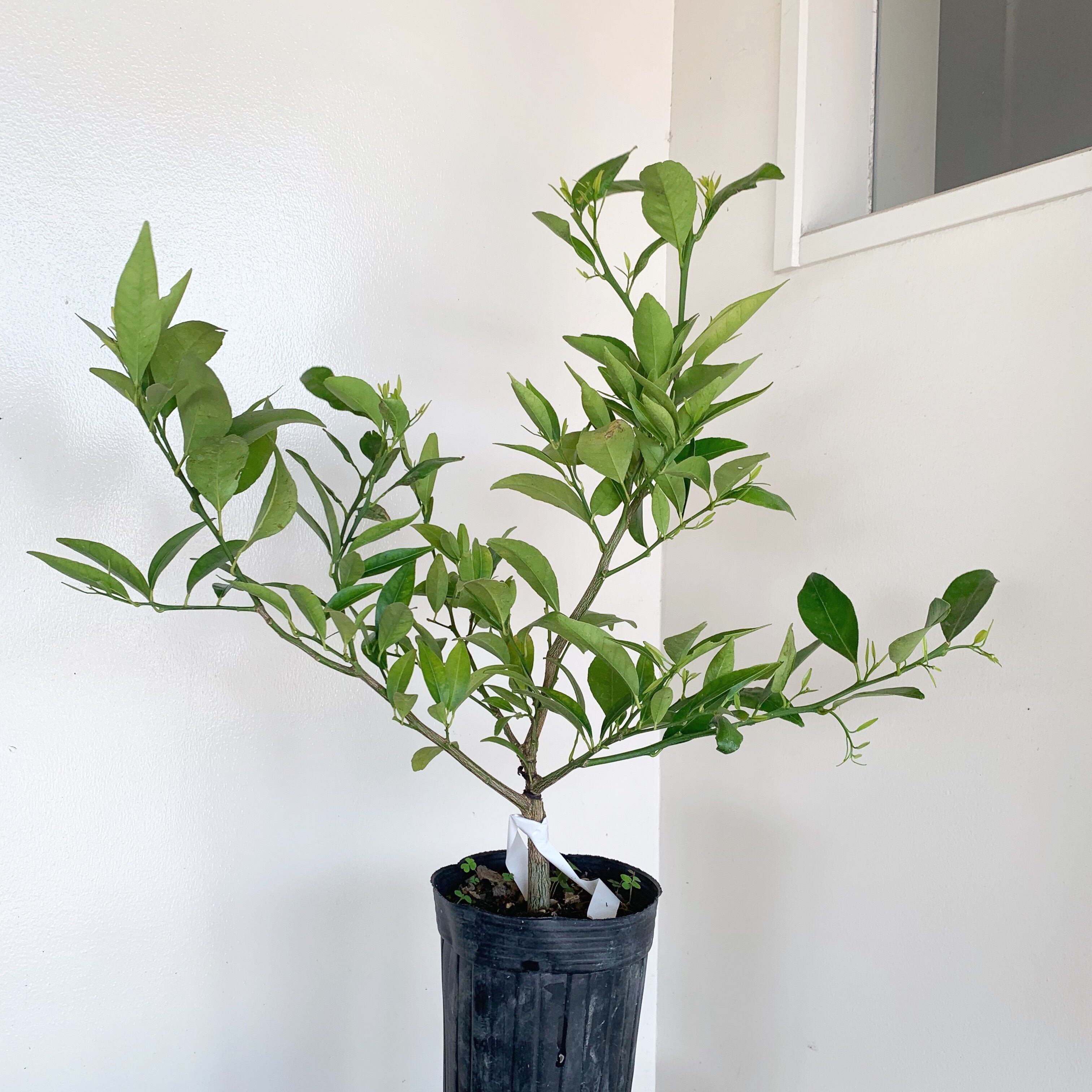 【3月末〜4月初旬頃発送】3年生大和橘の苗木