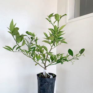 【3月末〜4月初旬頃発送】3年生大和橘の苗木