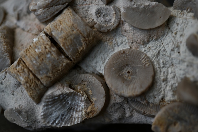 雲南省産ウミユリ化石 Crinoid Fossil 1958