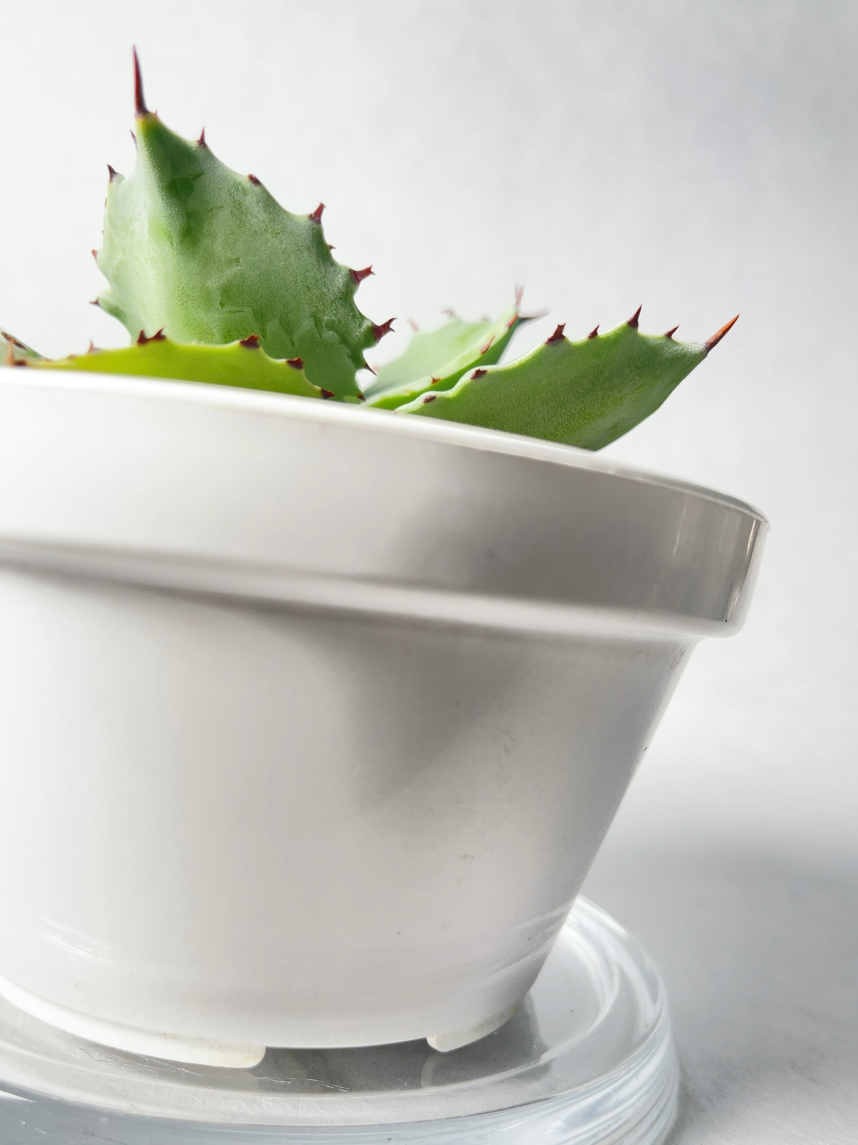 アガベ・甲蟹 | trigger