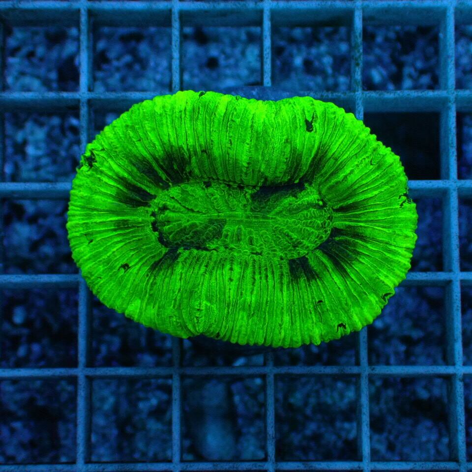 『Be Cool』　K１１　オオバナサンゴ オオバナサンゴはどんなサンゴ？飼育法と注意点！水質・光・水流・エサ