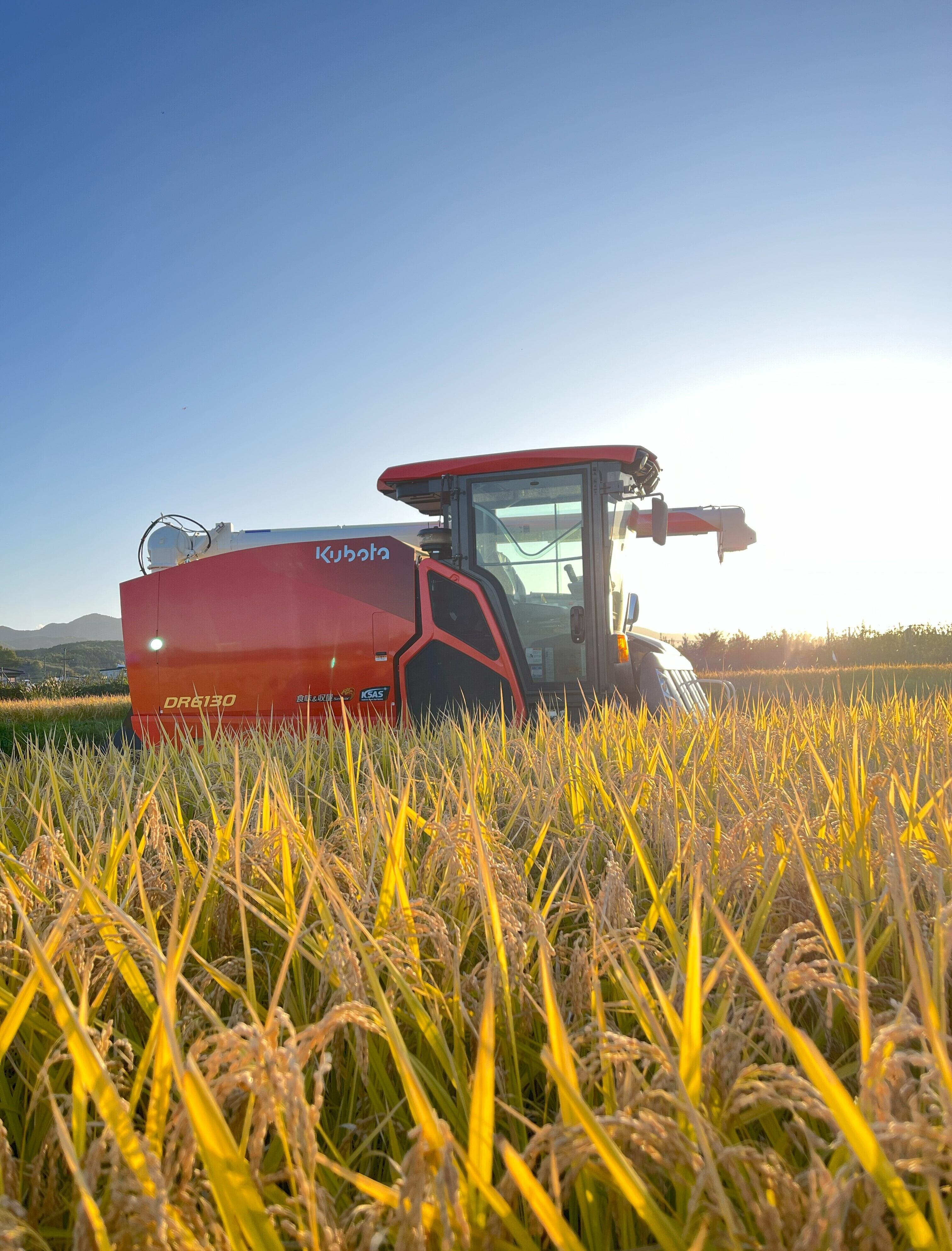 青森米【まっしぐら】玄米10kg