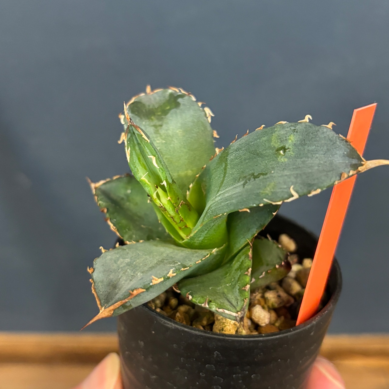 アガベ オテロイ 実生【399】