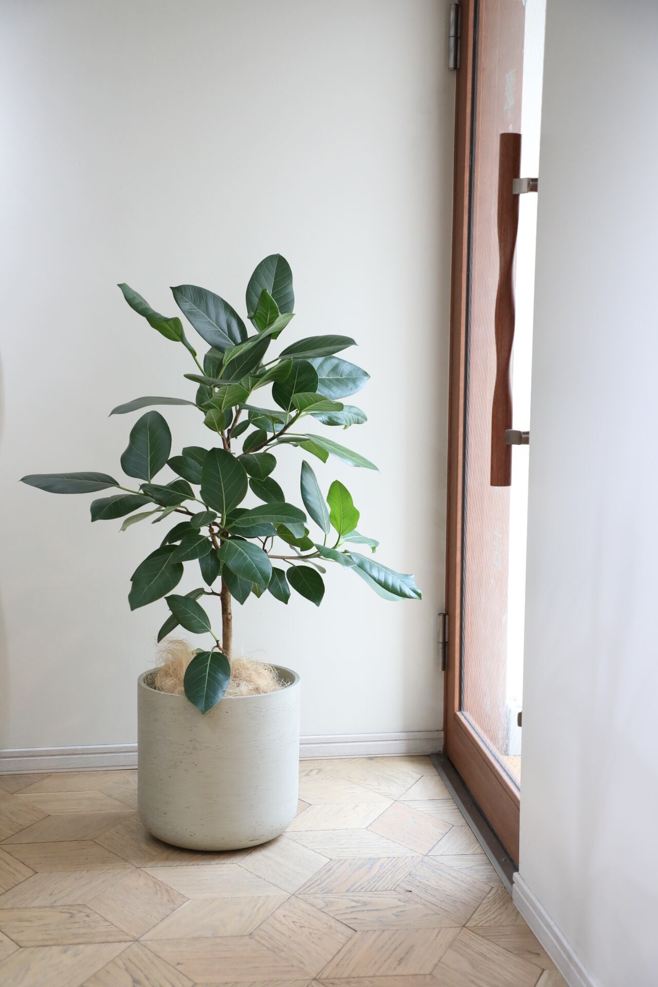 L/120cm】フィカス アルテシマ 青葉/Ficus | 【厳選植物・器】MIDORI