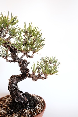 12. 赤松 Akamatsu (Red pine)