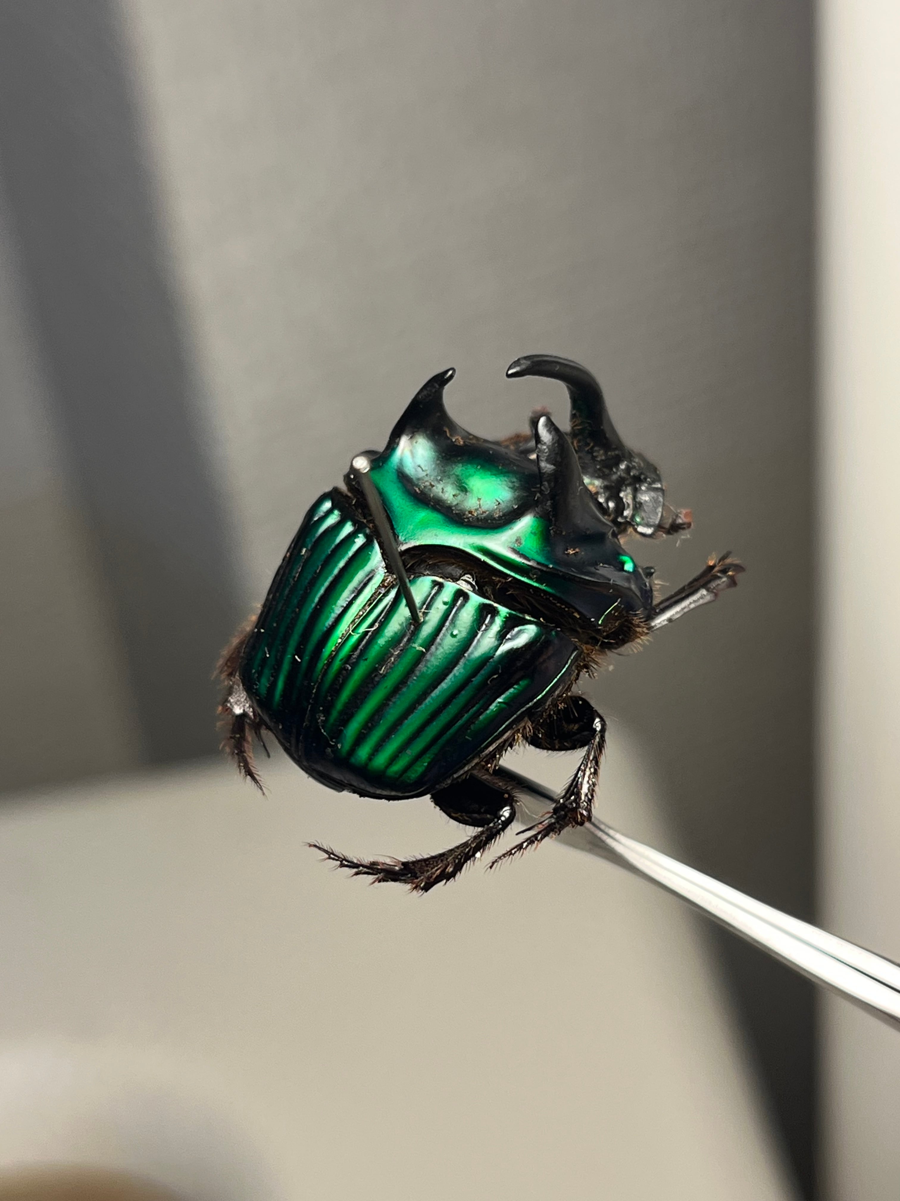 26mm♂】ミドリツヤダイコクコガネ フンチュウ糞虫昆虫標本甲虫