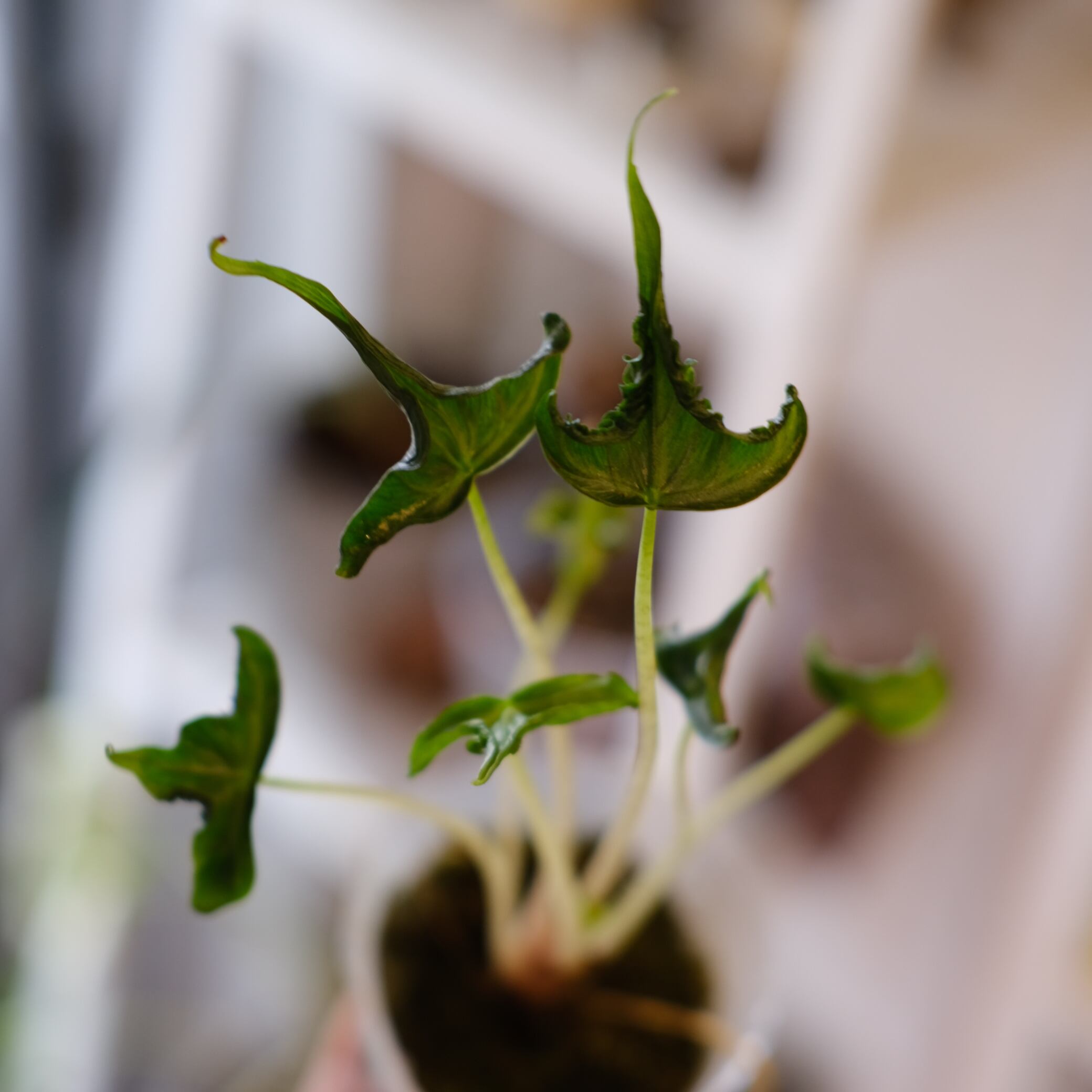 Alocasia 'Holy Grail'｜アロカシア・ホーリーグレイル②｜観葉植物