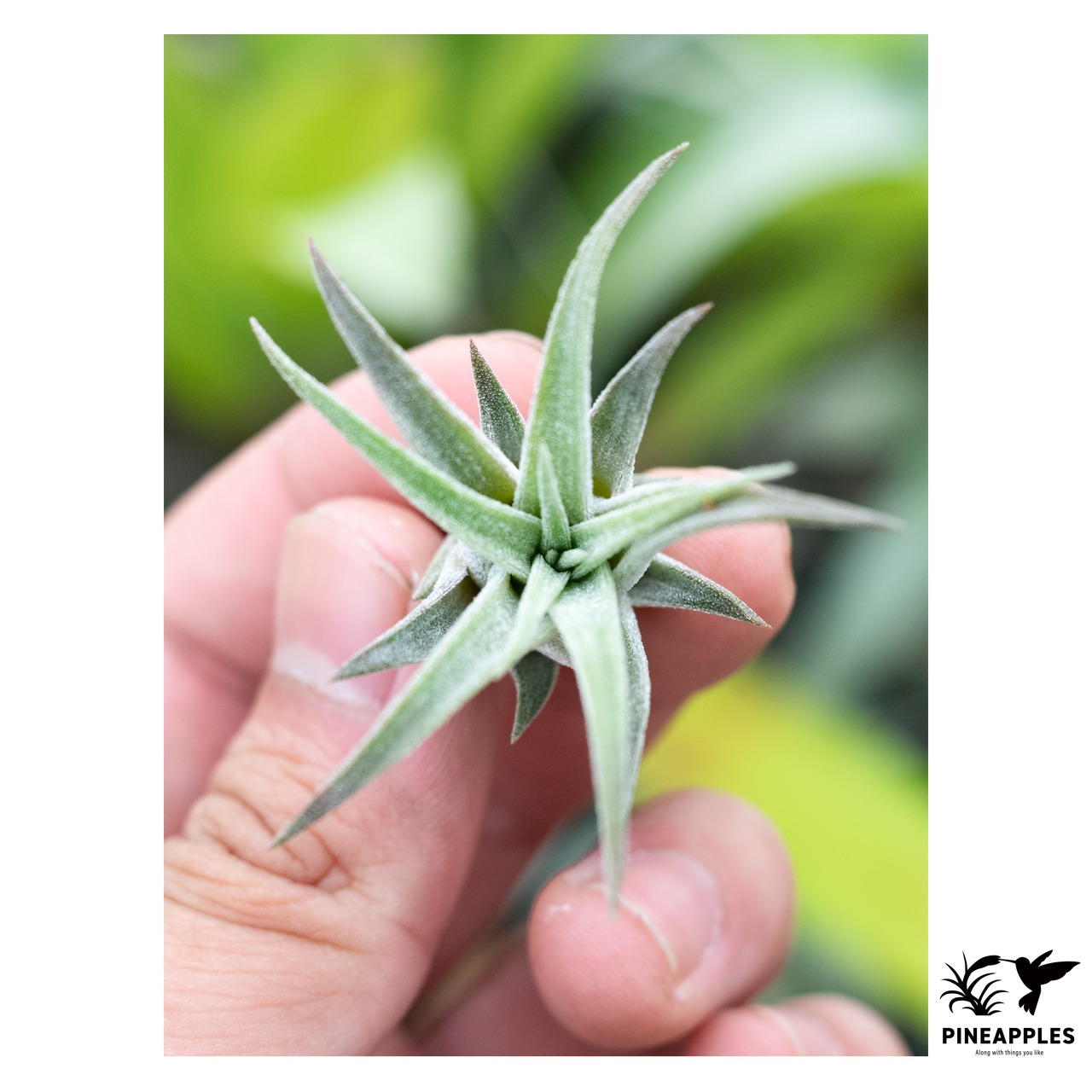 Tillandsia praschekii - 2