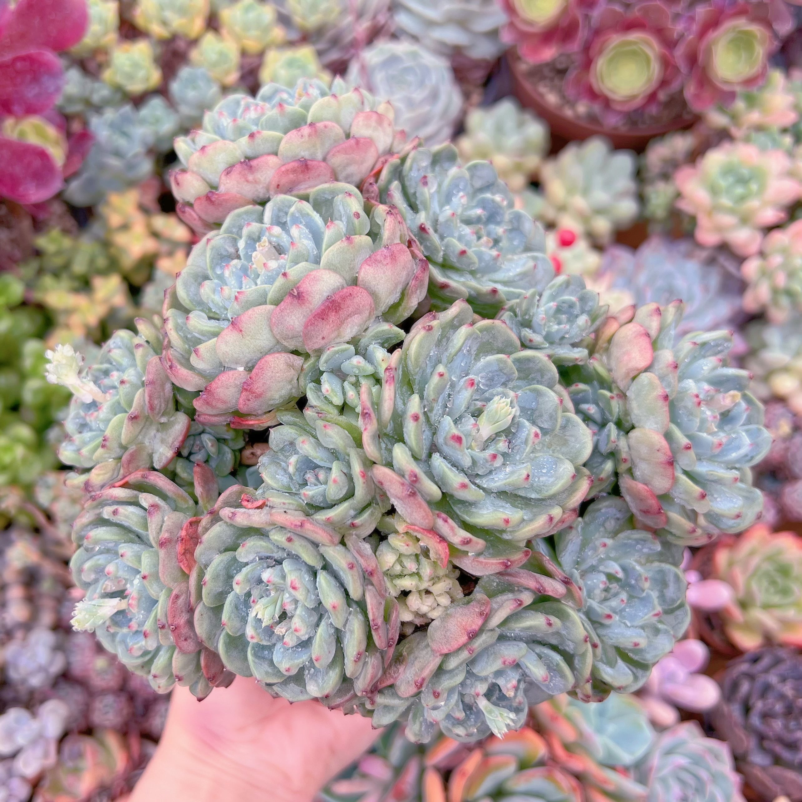 現品　ハニーベビー#A89　特大群生　るる農園