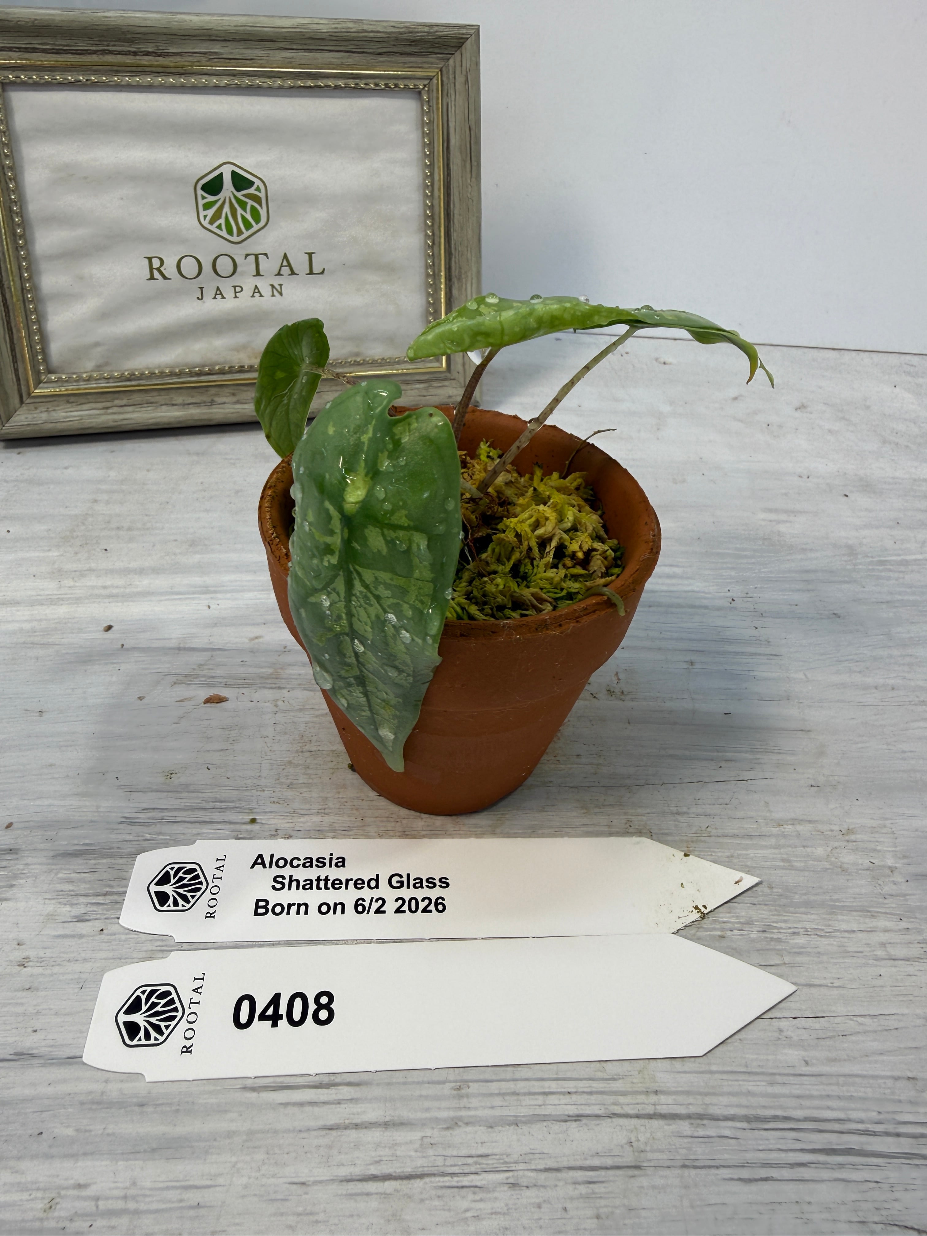 アロカシア | ROOTALPLANTS