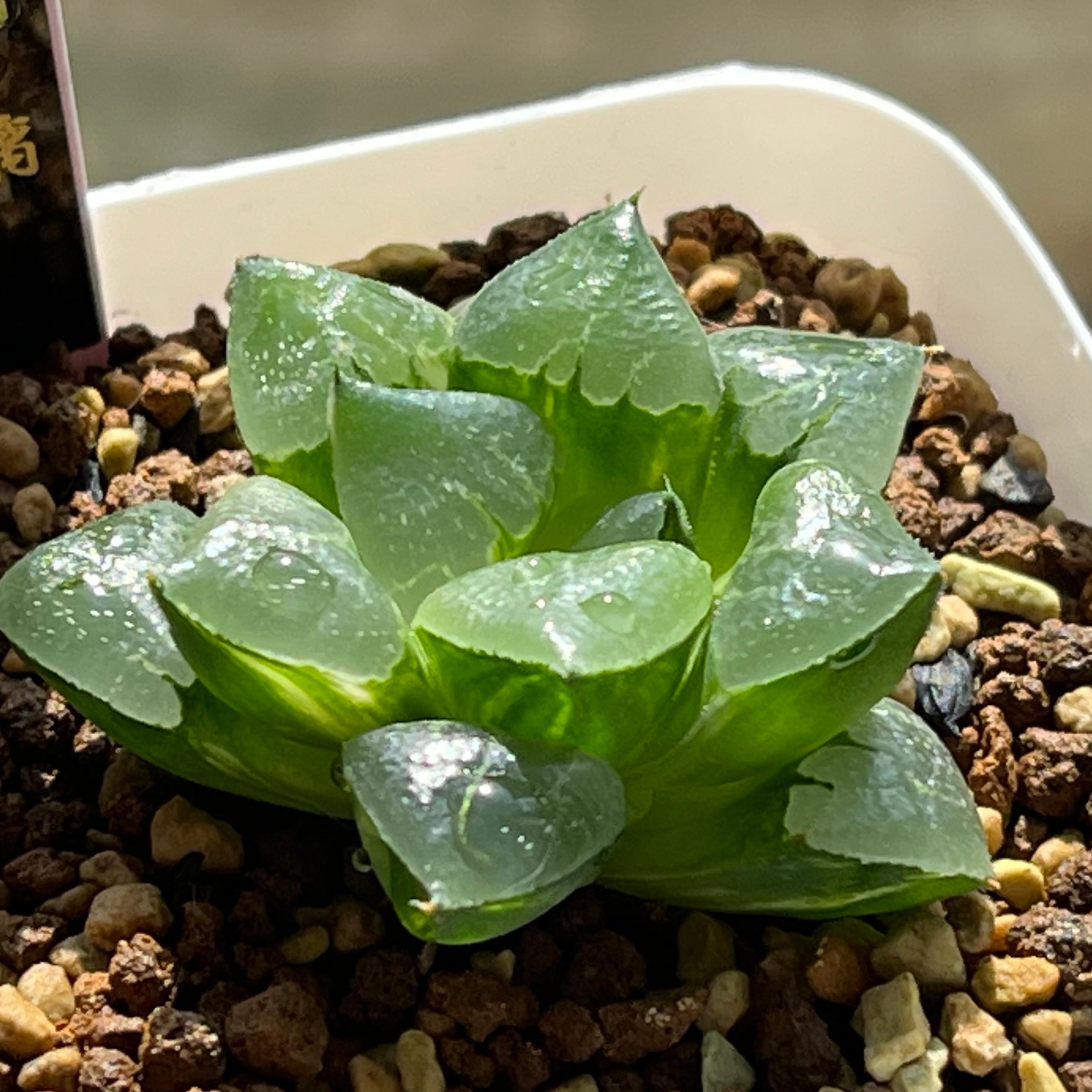 ハオルチア 瑠璃コレクタ錦 | mocono_plants