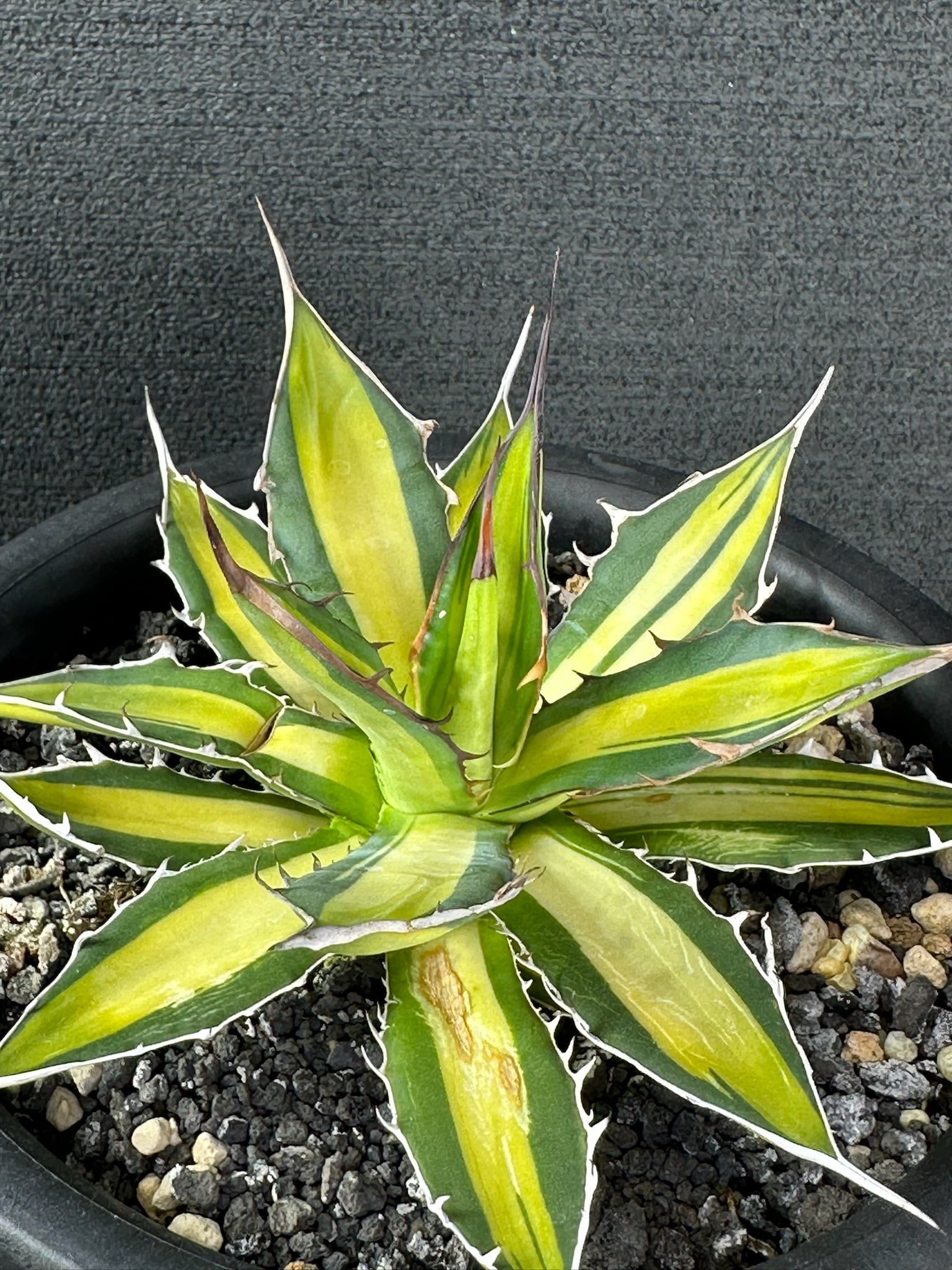 434 アガベ ホリダ ホリダ (黄中斑) /Agave Horrida horrida (yallow