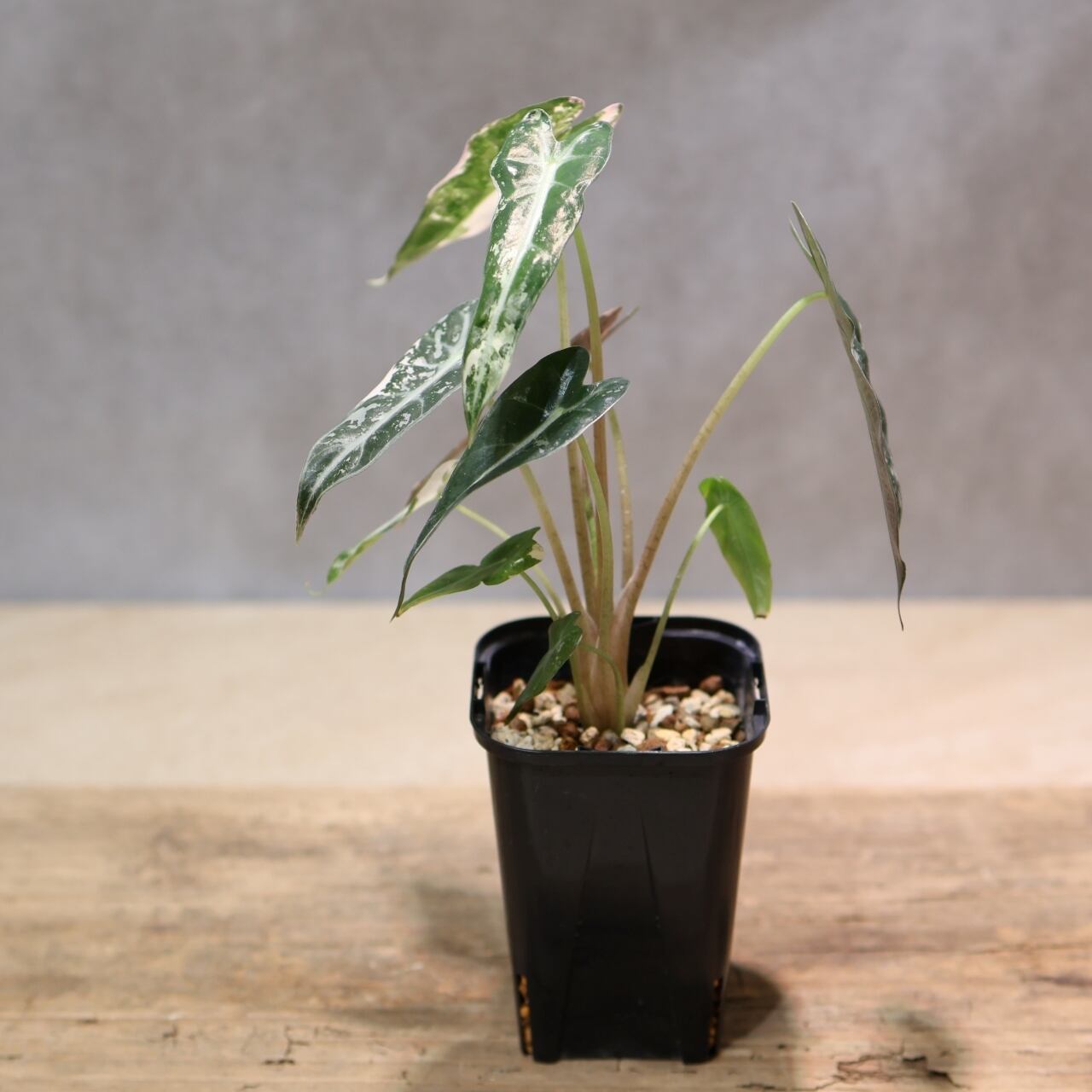 326 極彩の世界『アロカシア Alocasia bambino pink variegata』観葉