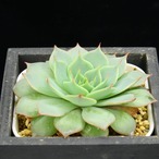 セクンダ　シチュ（選抜）02