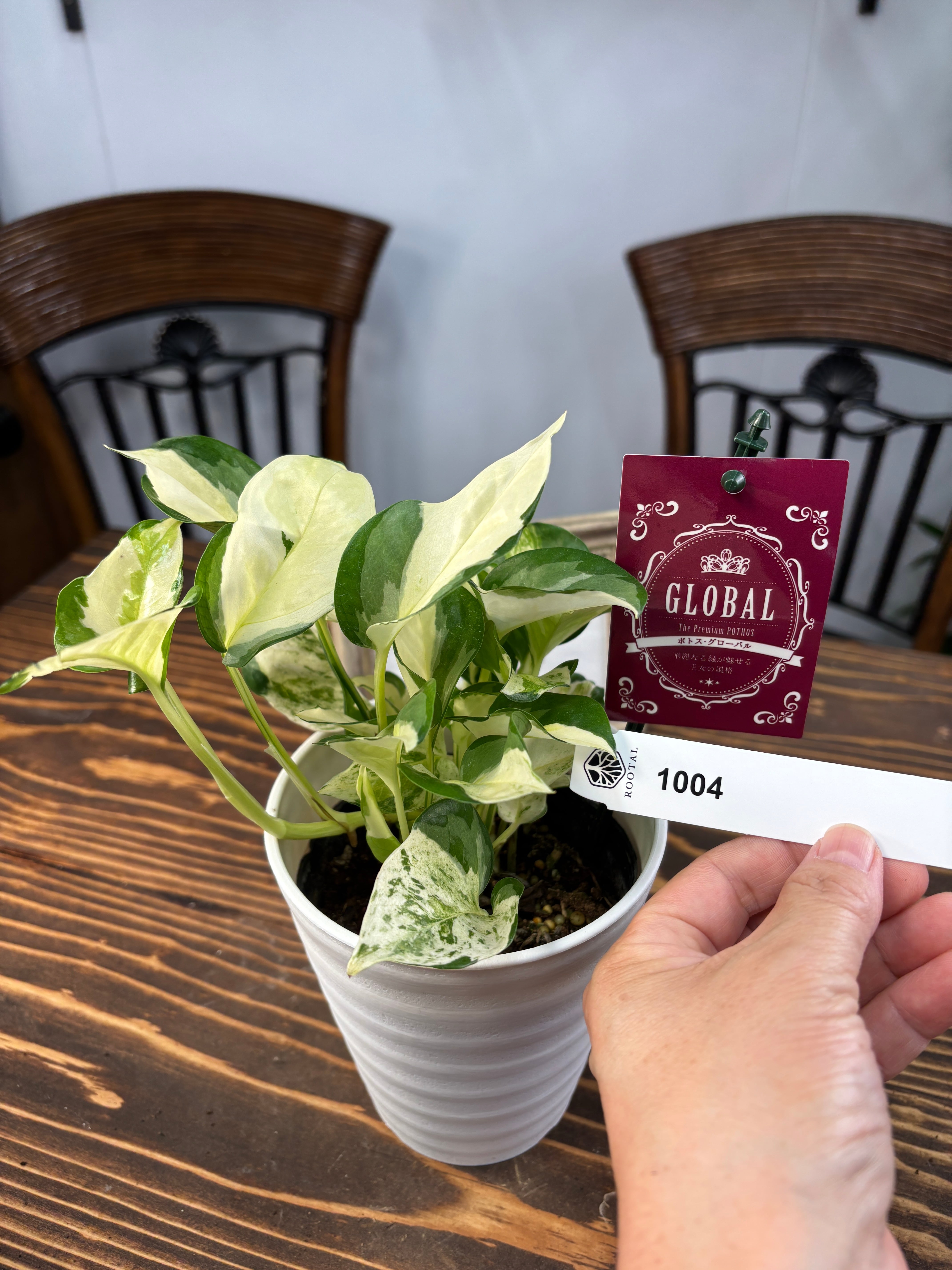 ★★1004【極上の美しさ】加藤農園 グローバル 4号鉢