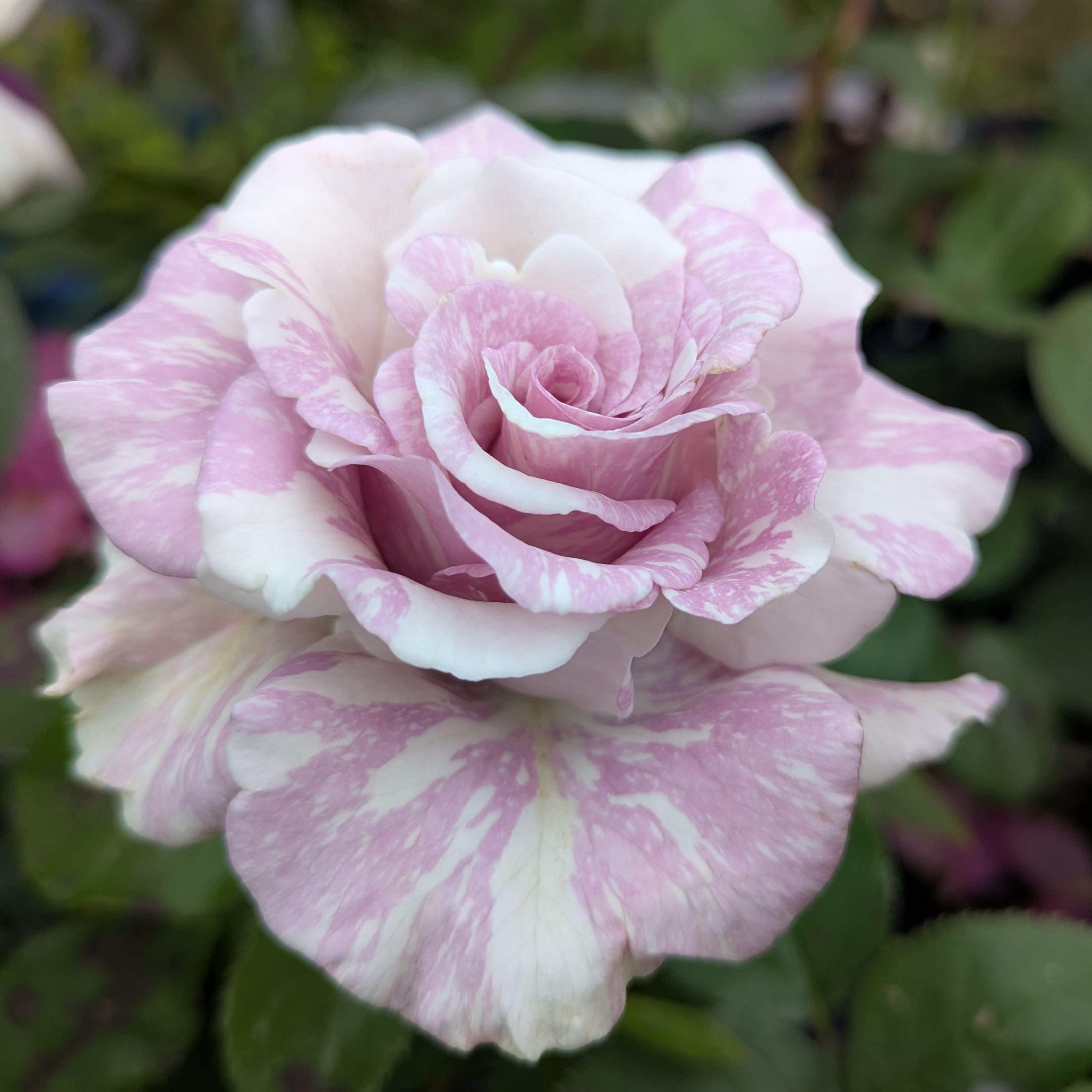 ストレンジャー | 天空のバラ園(無農薬バラ苗・花苗・クレマチス